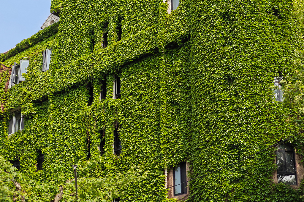 A photo taken on April 23, 2024 shows the exterior walls of a building covered with Boston ivy in Shanghai. /CFP
