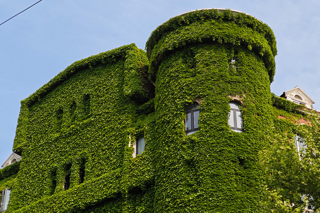 A photo taken on April 23, 2024 shows the exterior walls of a building covered with Boston ivy in Shanghai. /CFP