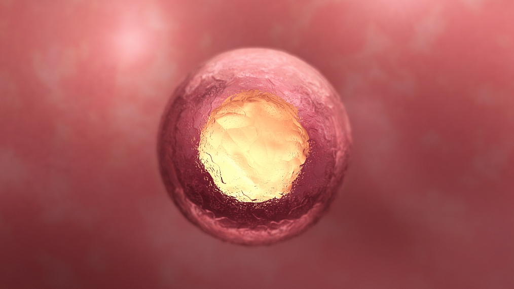An illustration of a human embryo. /CFP