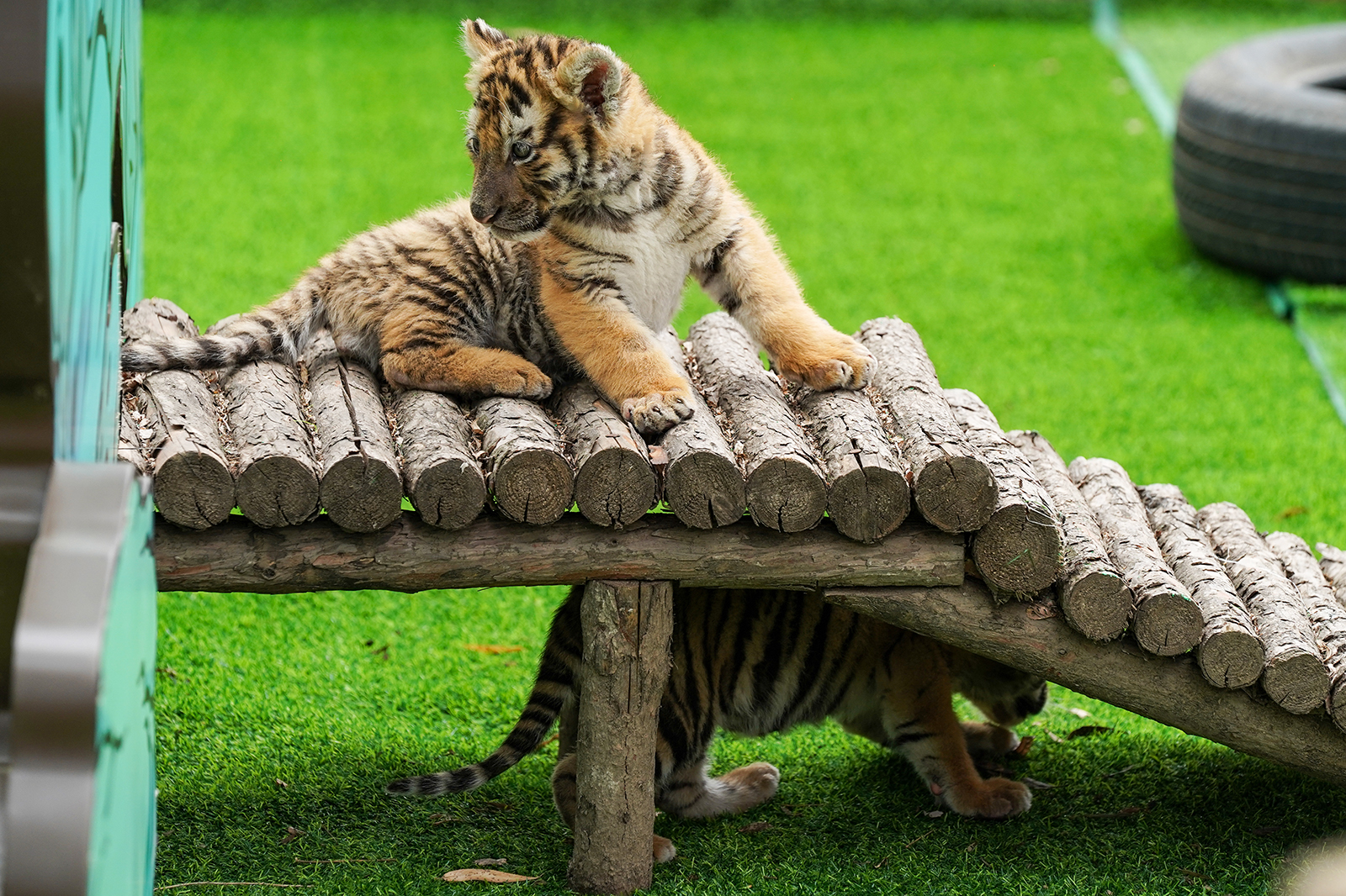 Two Siberian tiger cubs play at the Siberian Tiger Park in Harbin, Heilongjiang Province on April 24, 2024. /IC