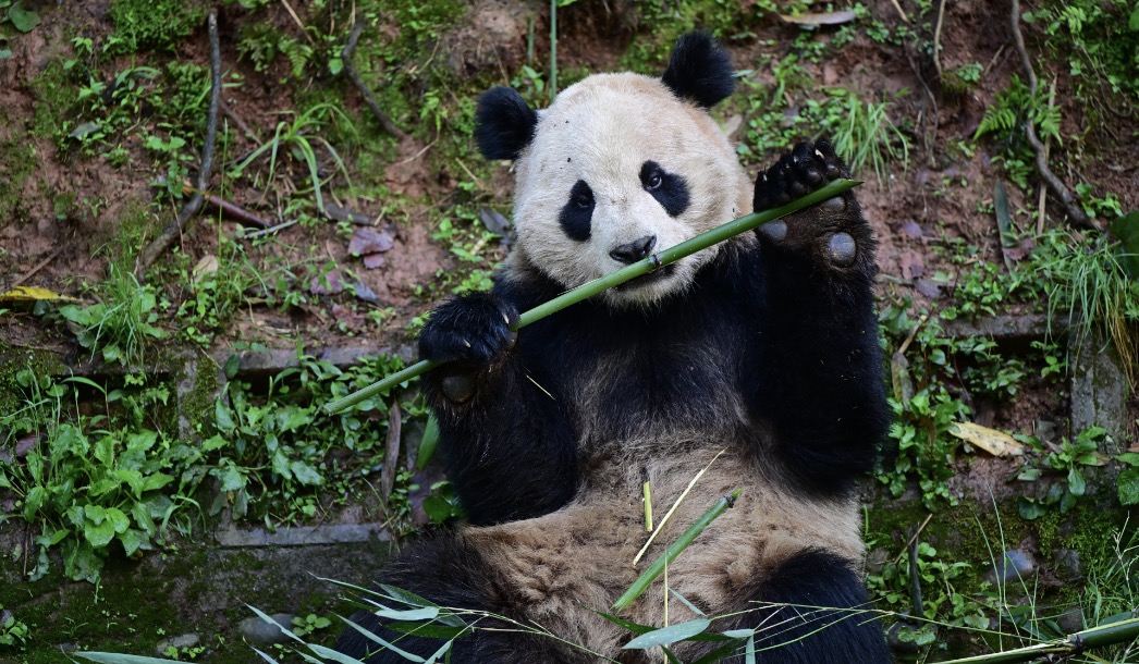 Giant Panda Yunchuan. /CMG