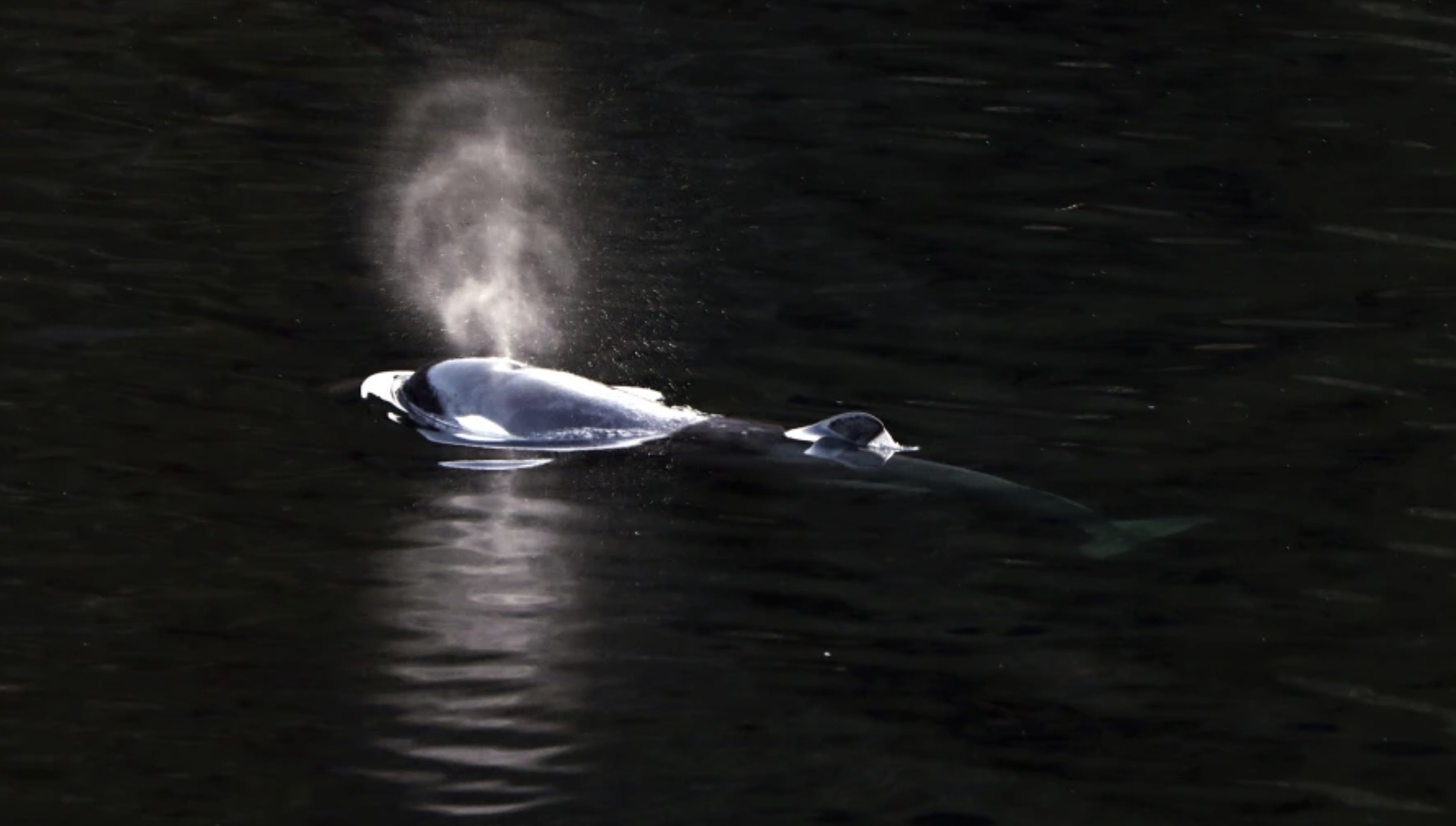 A two-year-old female orca calf swims in Little Espinosa Inlet near Zeballos, British Columbia, Friday, April 19, 2024. /CFP