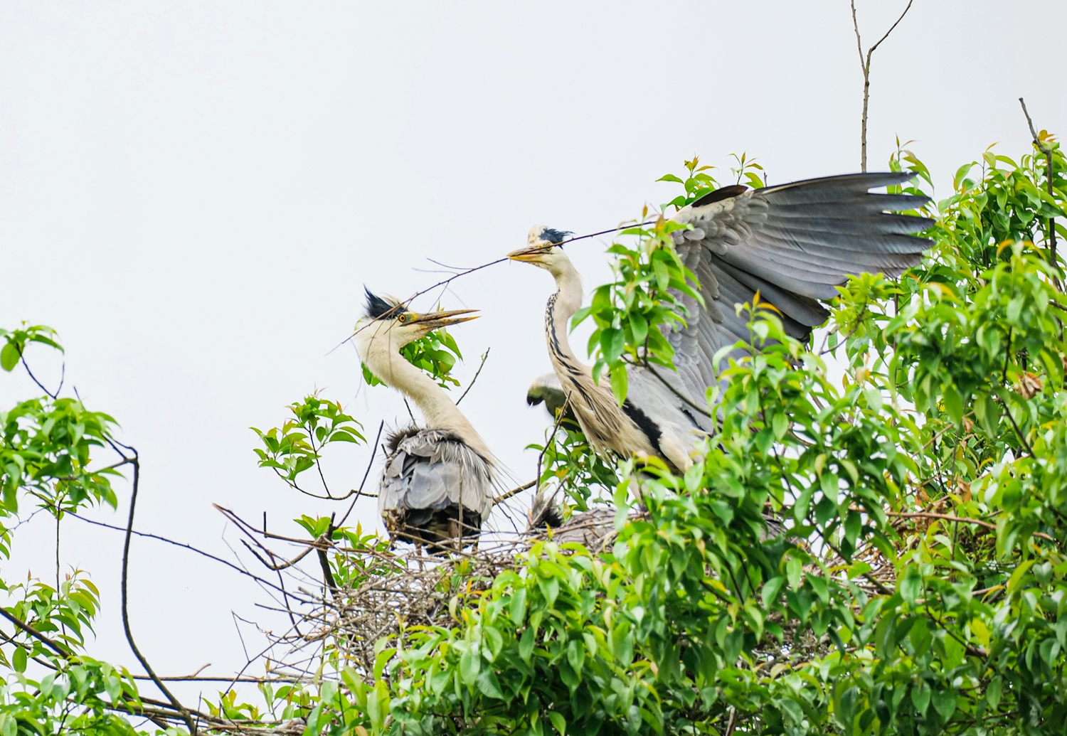 An undated photo shows several grey herons resting on a holly tree in Nahan Village of Gulin County, southwest China's Sichuan Province. /Photo provided to CGTN by Liu Yuan