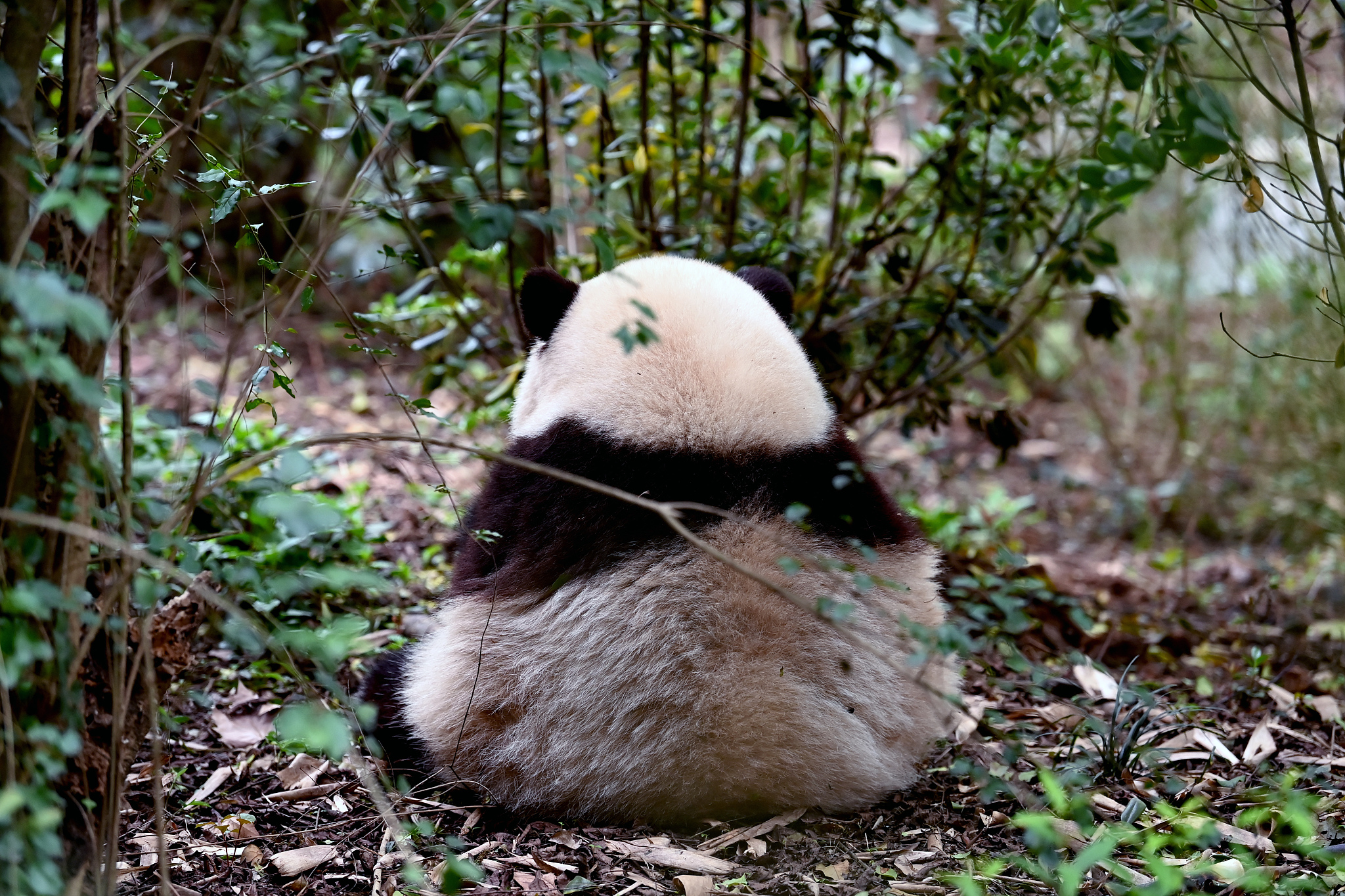 Giant panda Hua Hua at the Chengdu Research Base of Giant Panda Breeding, Chengdu City, Sichuan Province, southwest China, April 7, 2023.  /CFP