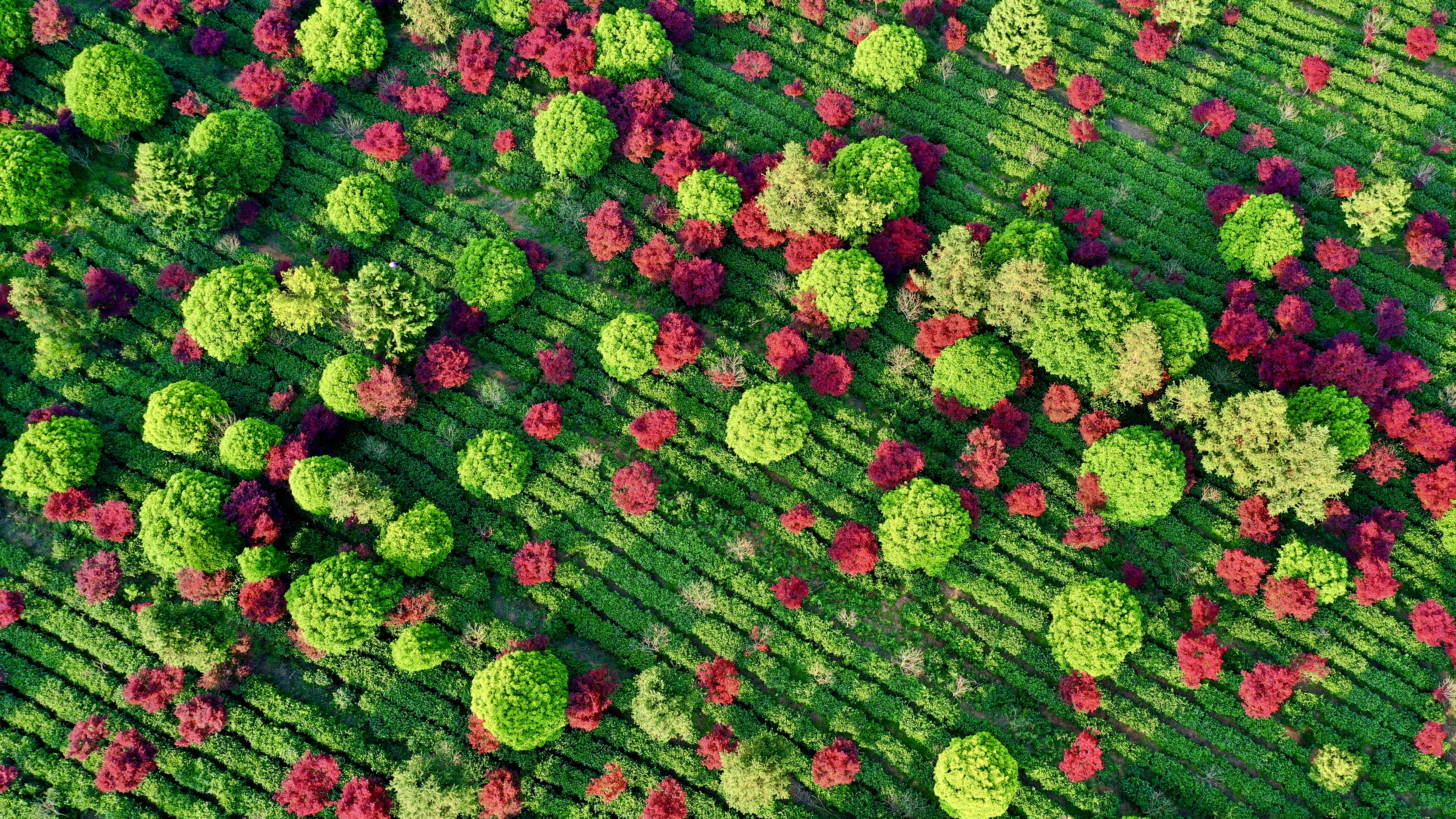 An aerial photo taken on April 28, 2024 shows a tea garden in Qingzhen, Guizhou Province decked with red maple trees. /IC