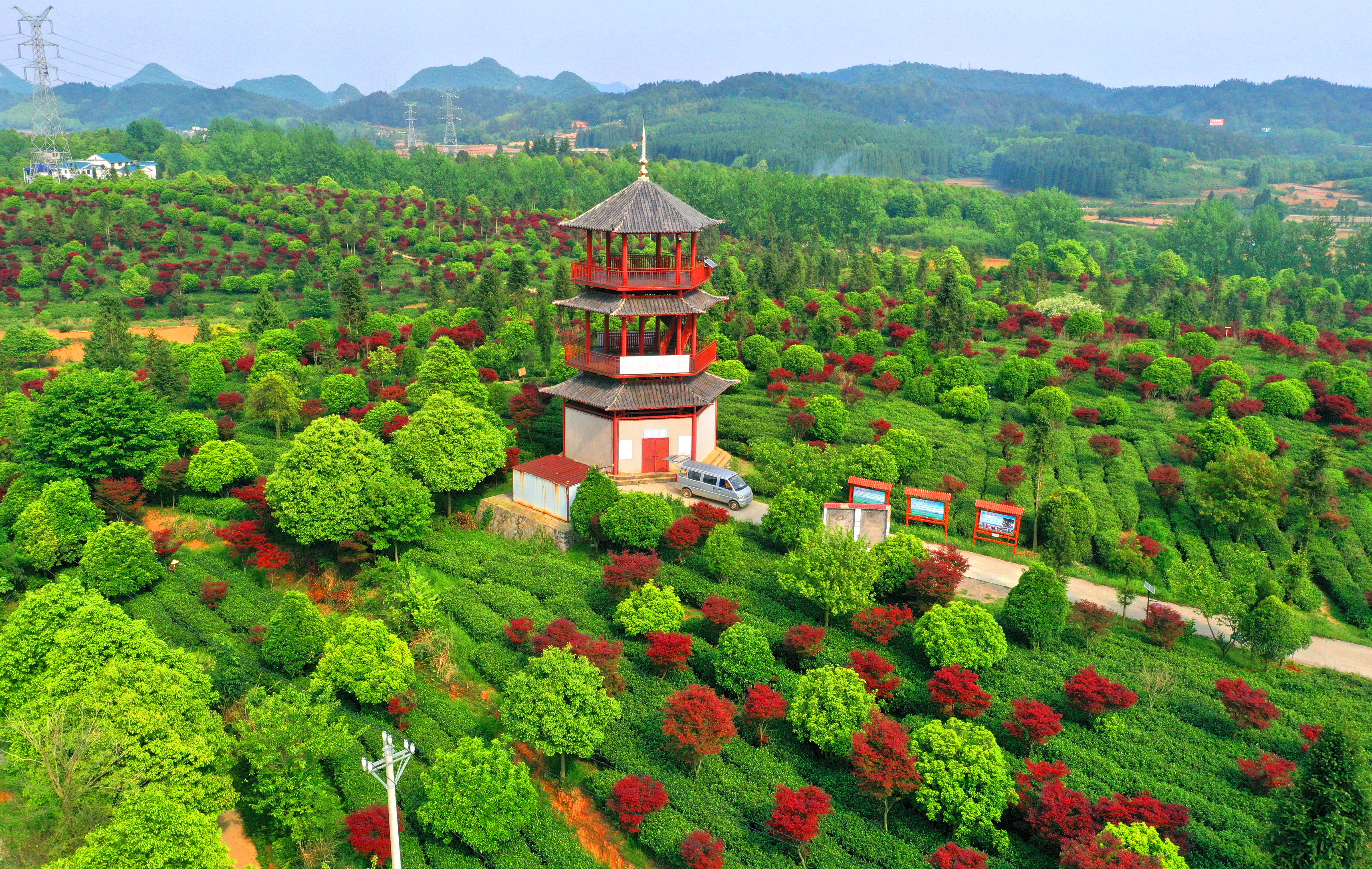 An aerial photo taken on April 28, 2024 shows a tea garden in Qingzhen, Guizhou Province decked with red maple trees. /IC