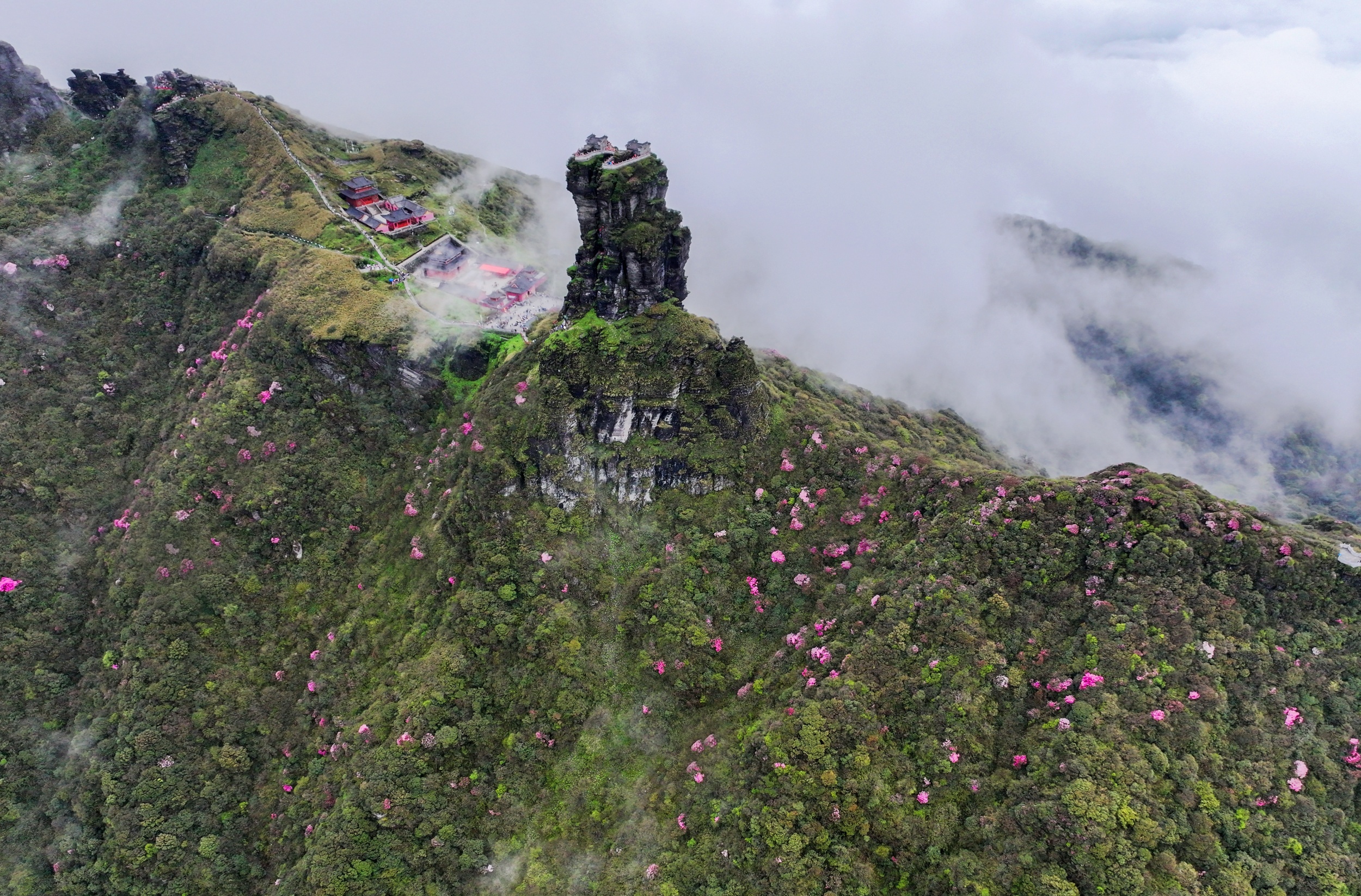 Blooming azalea flowers adorn Mount Fanjing in southwest China's Guizhou Province in this undated photo. /Photo provided to CGTN