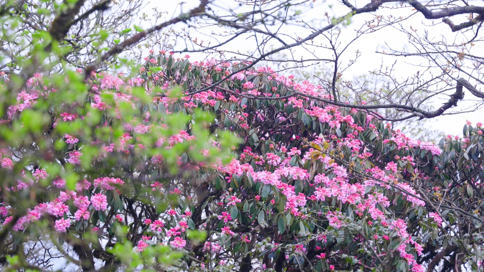 Blooming azalea flowers at Mount Fanjing in southwest China's Guizhou Province are seen in this undated photo. /Photo provided to CGTN