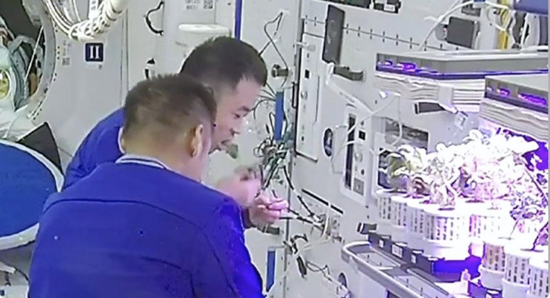 The Shenzhou-17 crew eat vegetables grown in China's space station. /CMG