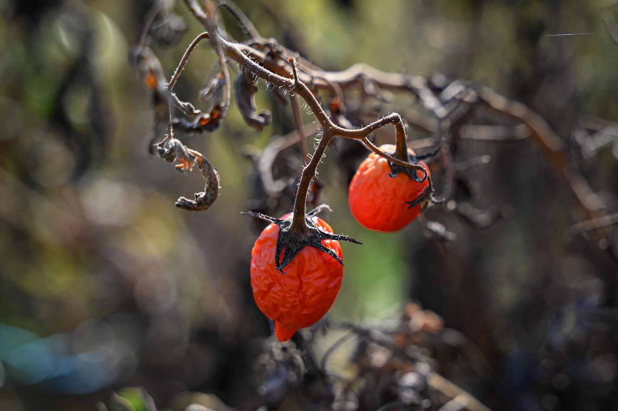 A withered tomato plant is seen at a farm in San Antonio, Philippines, April 25, 2024. /CFP