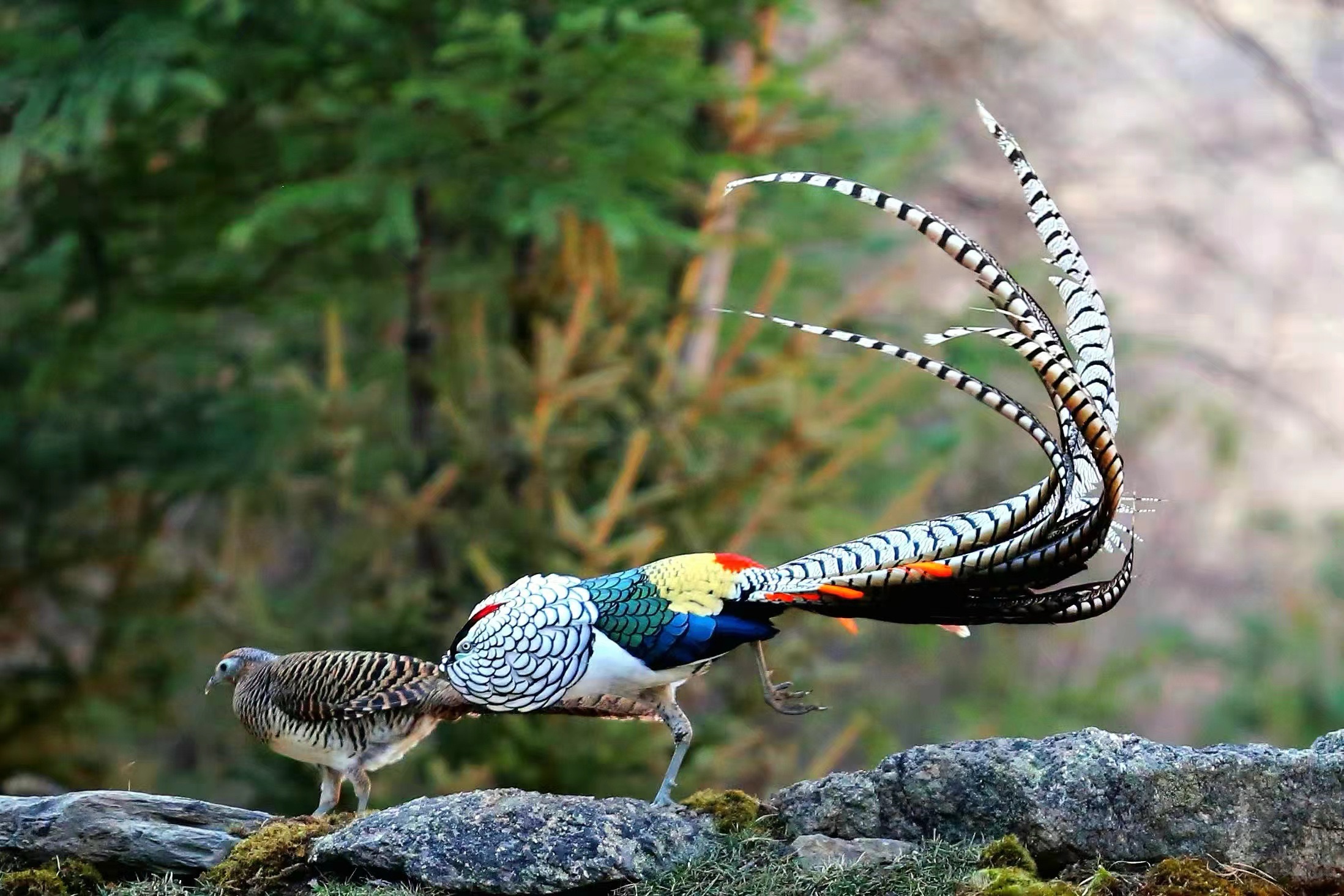 A male white eared-pheasant is seen walking behind a female in Erdaoqiao Village, Kangding City, Sichuan Province. /Photo Provided to CGTN