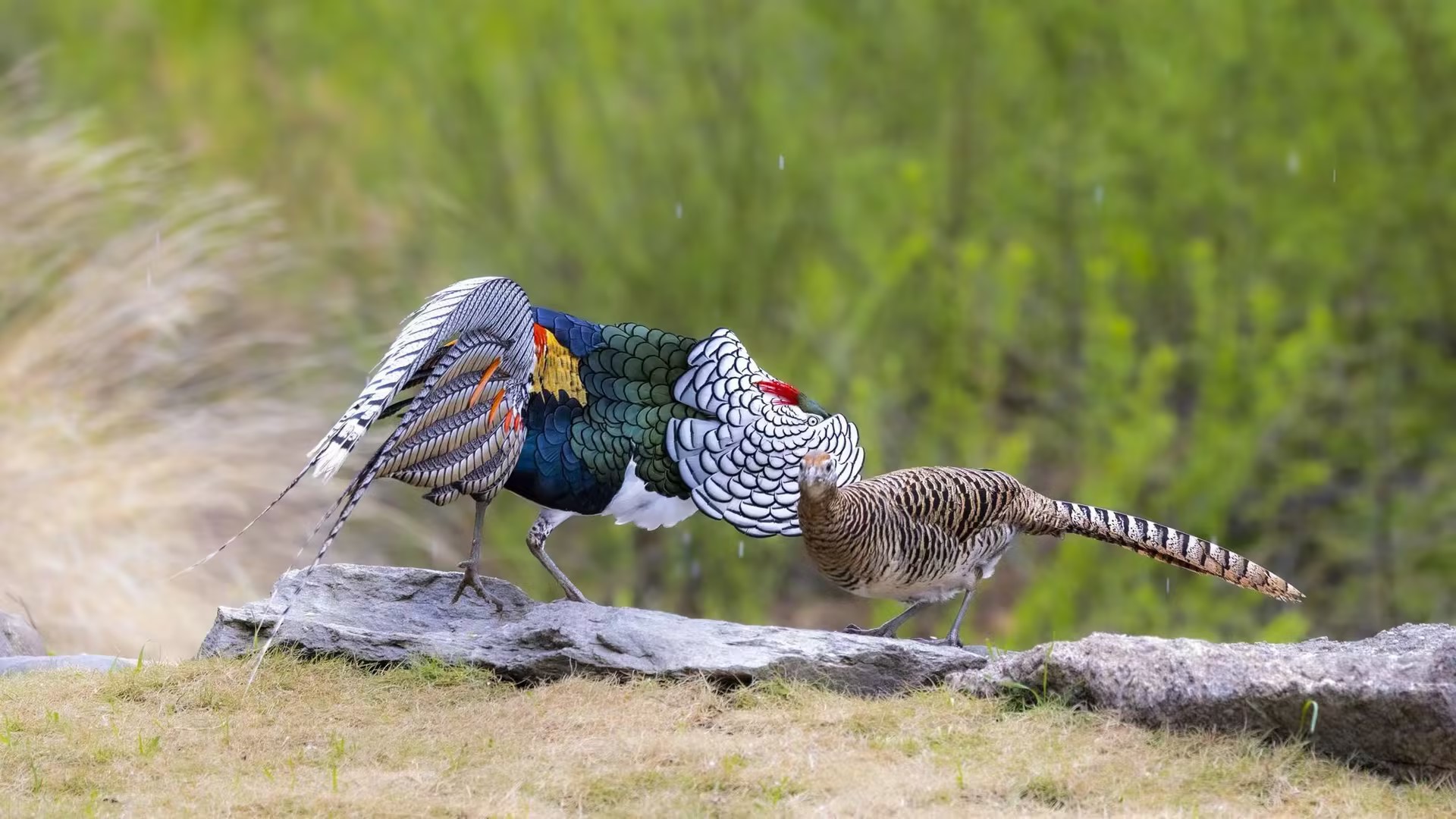 The courtship ritual of the white eared-pheasant is captured by a photography enthusiast in Erdaoqiao Village, Kangding City of Sichuan Province. /Photo Provided to CGTN