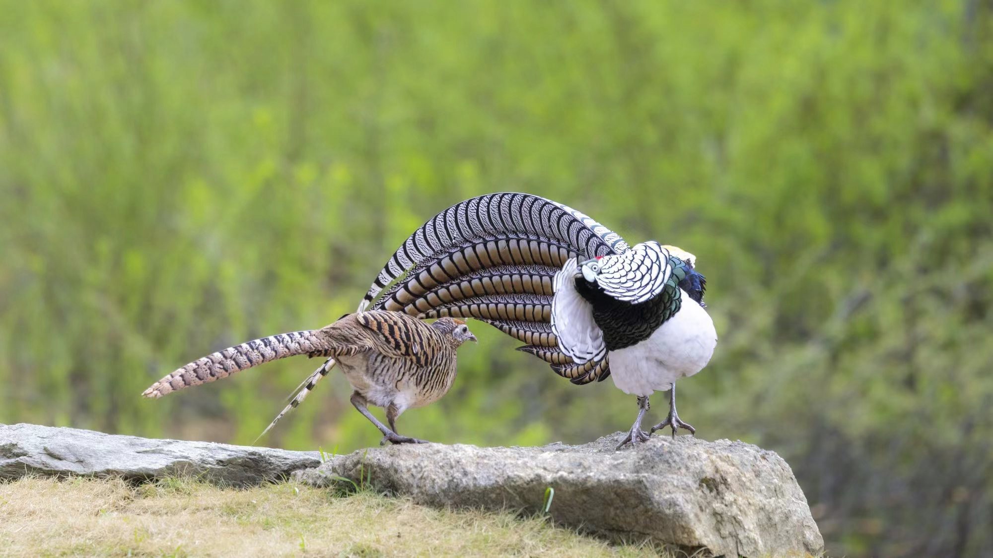 A male white eared-pheasant is seen making advances to a female in Erdaoqiao Village, Kangding City, Sichuan Province. /Photo Provided to CGTN 
