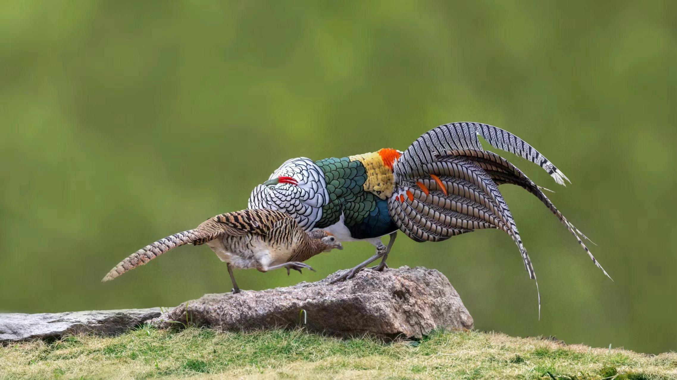 The courtship ritual of the white eared-pheasant is captured by a photography enthusiast in Erdaoqiao Village, Kangding City, Sichuan Province. /Photo Provided to CGTN