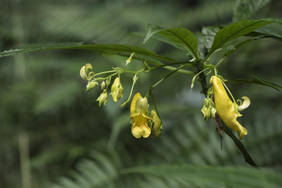 A new species of impatiens named Impatiens beipanjiangensis in Panzhou City, southwest China's Guizhou Province, October 7, 2019. /Guo Ying