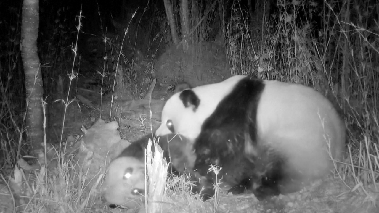 Love is in the air! Wild pandas in NW China search for romance - CGTN