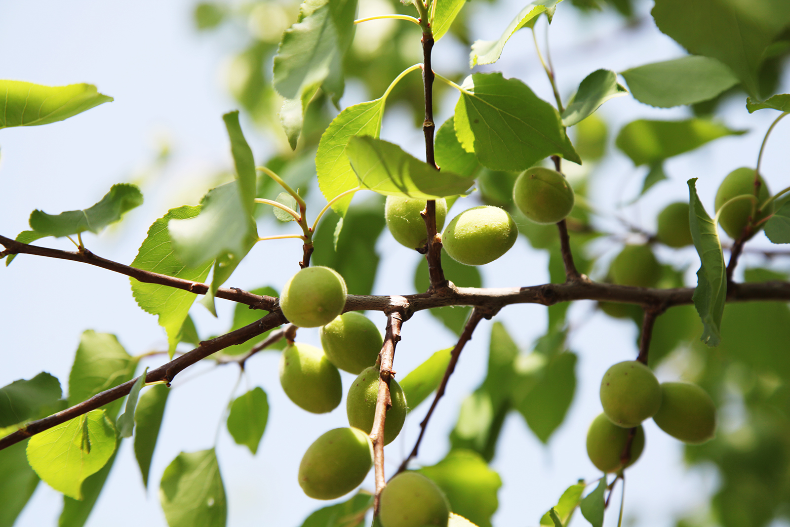 Apricots are seen hanging from branches in the Western Hills National Forest Park in Beijing on May 2, 2024. /CGTN
