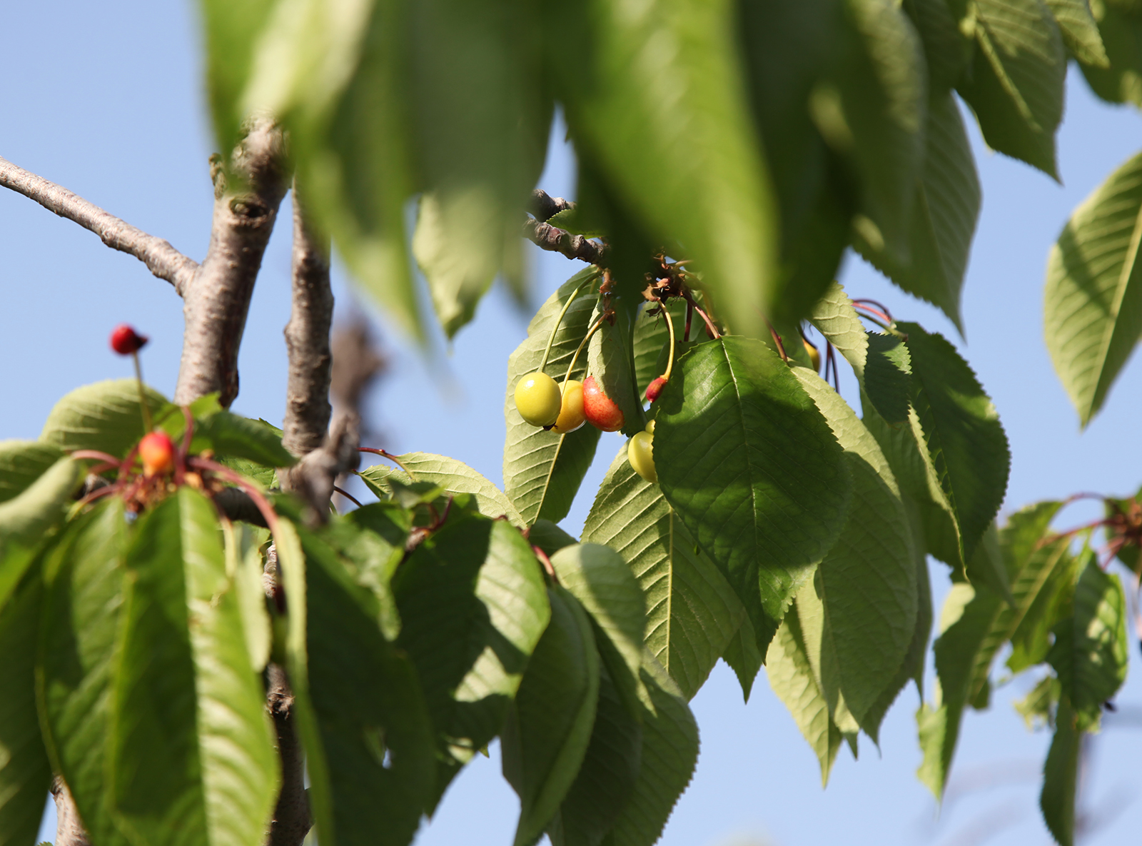 Cherries are seen hanging from branches in the Western Hills National Forest Park in Beijing on May 2, 2024. /CGTN