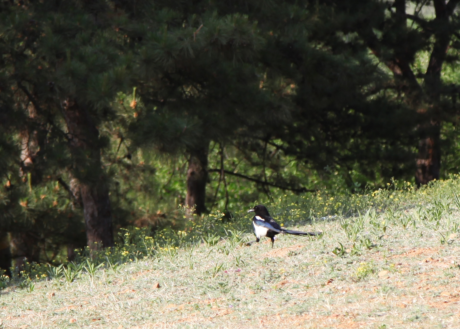 A magpie struts on the grass in the Western Hills National Forest Park in Beijing on May 2, 2024. /CGTN