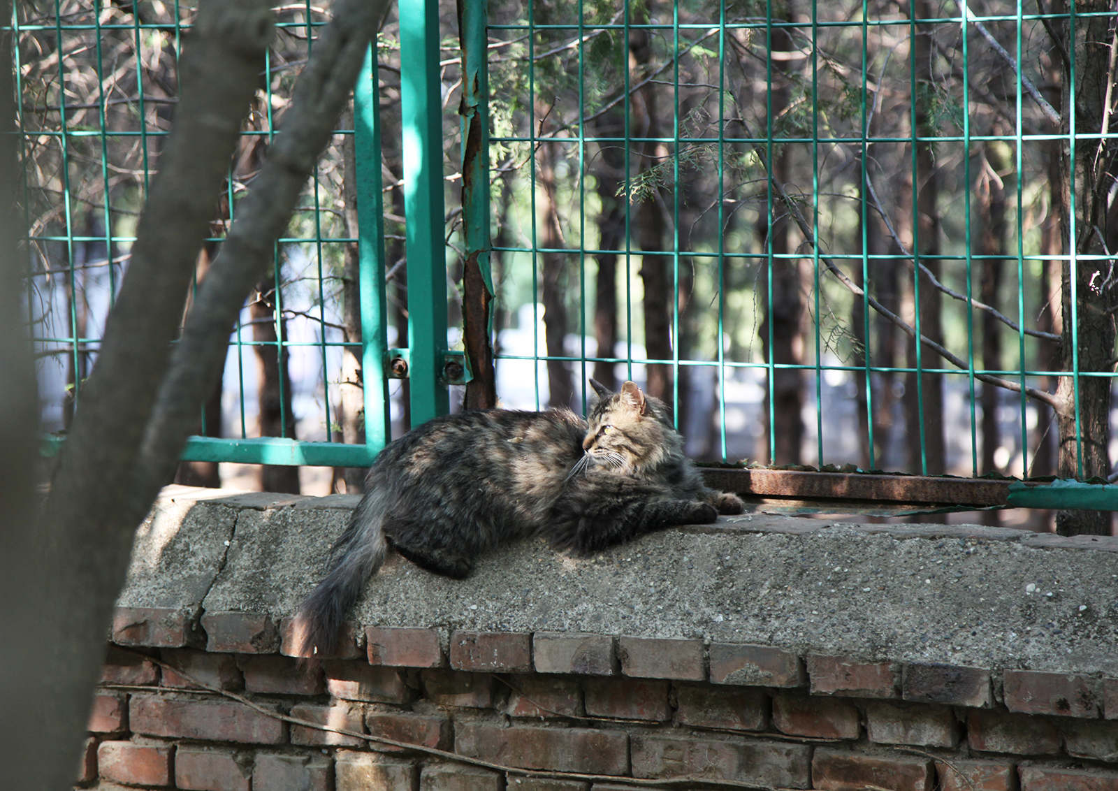 A cat crouches on a wall in the Western Hills National Forest Park in Beijing on May 2, 2024. /CGTN
