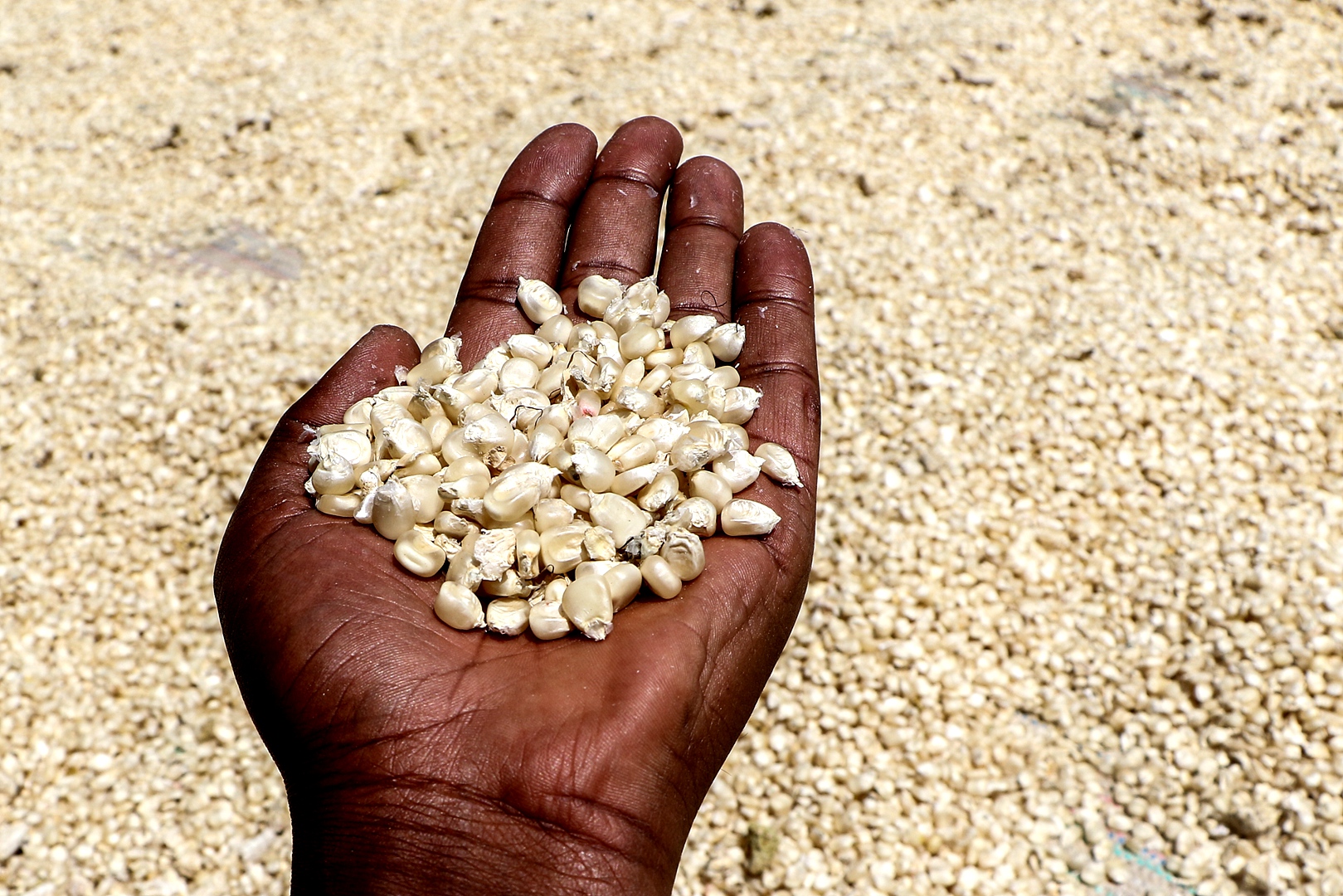A cultivator shows sun-dried maize, Nakuru, Kenya, September 28, 2023. /CFP