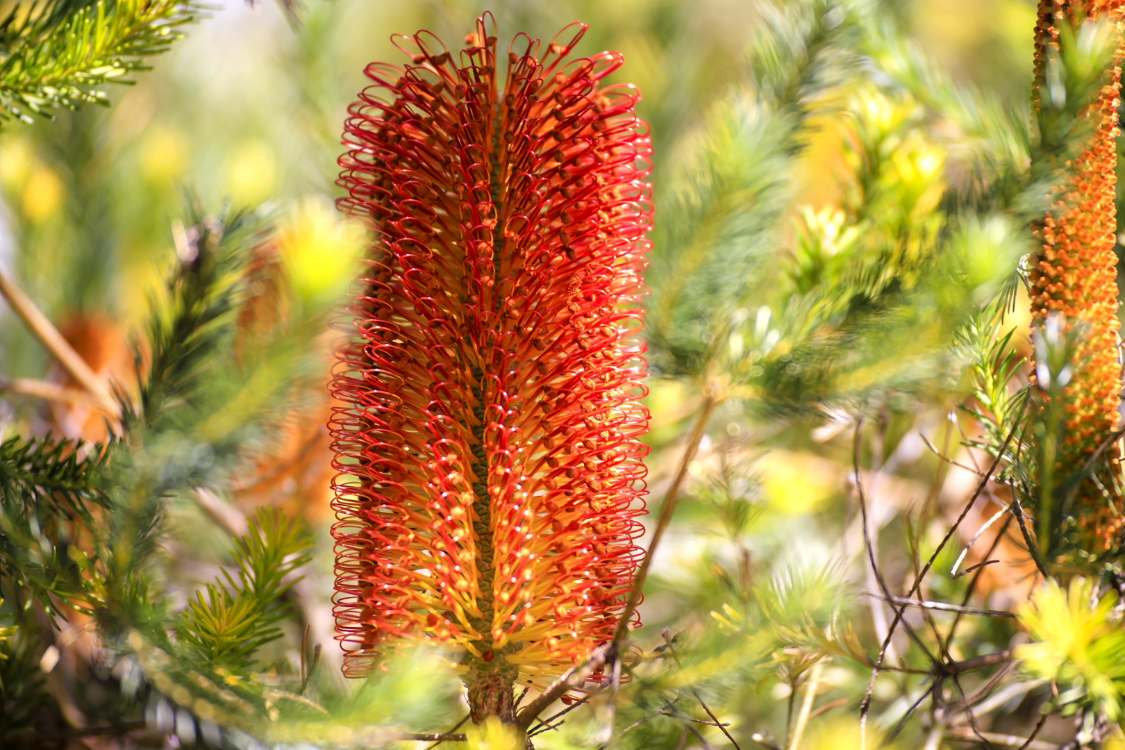 The heath-leaved banksia blossoms in the Kunming Botanical Garden, KIB, Kunming, Yunnan Province, southwest China, October 27, 2023. /CFP