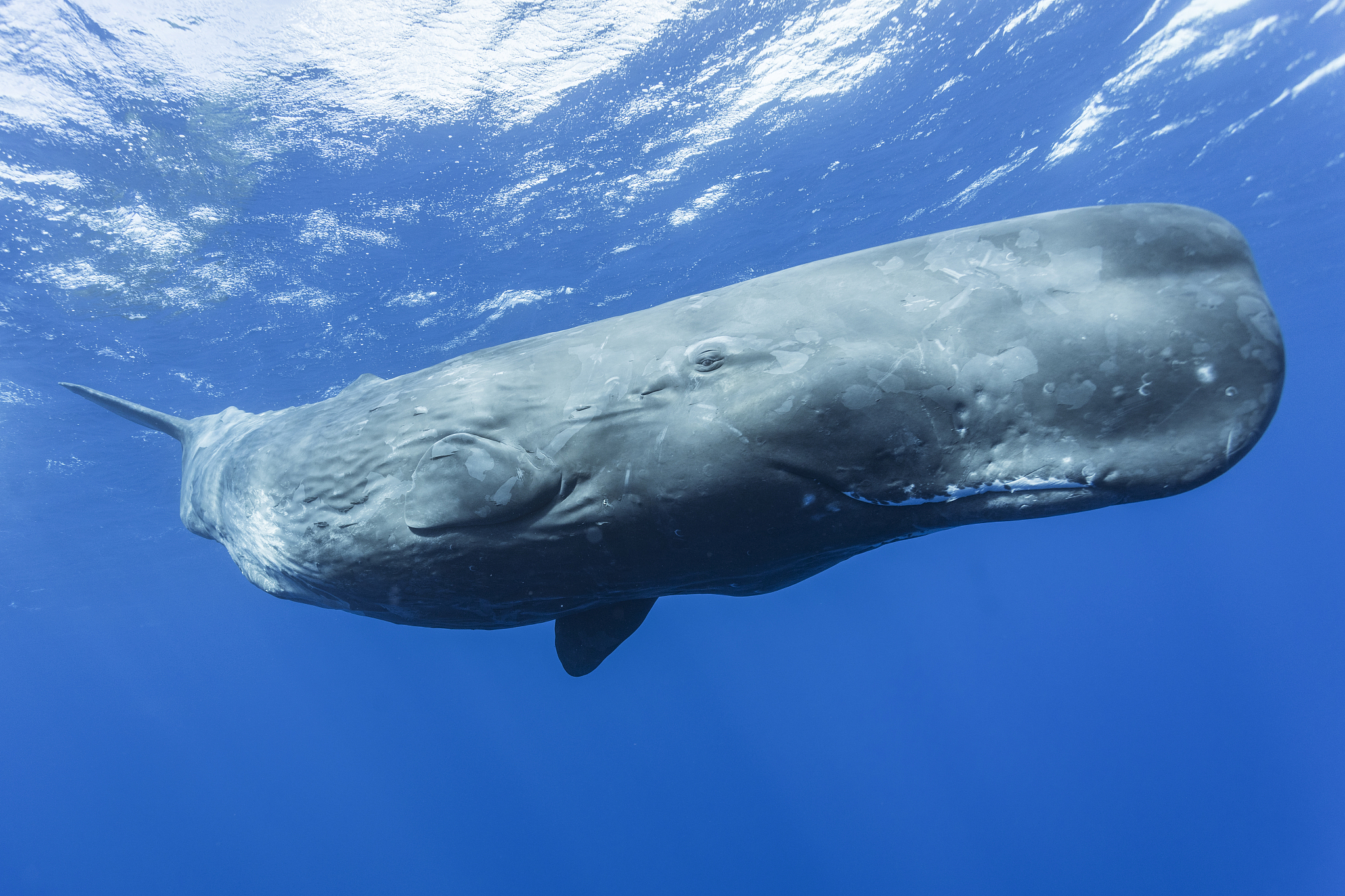Sperm whale. /CFP