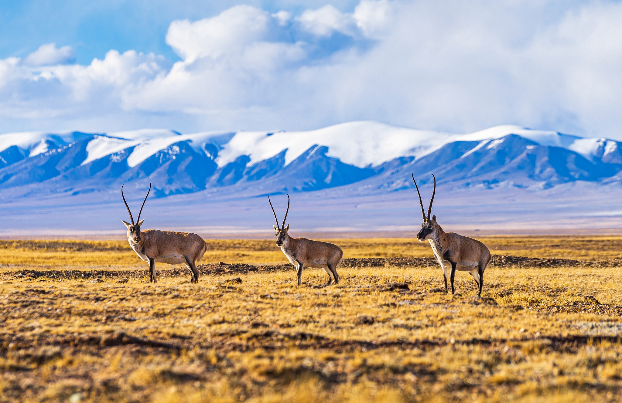 Tibetan antelopes. /CFP