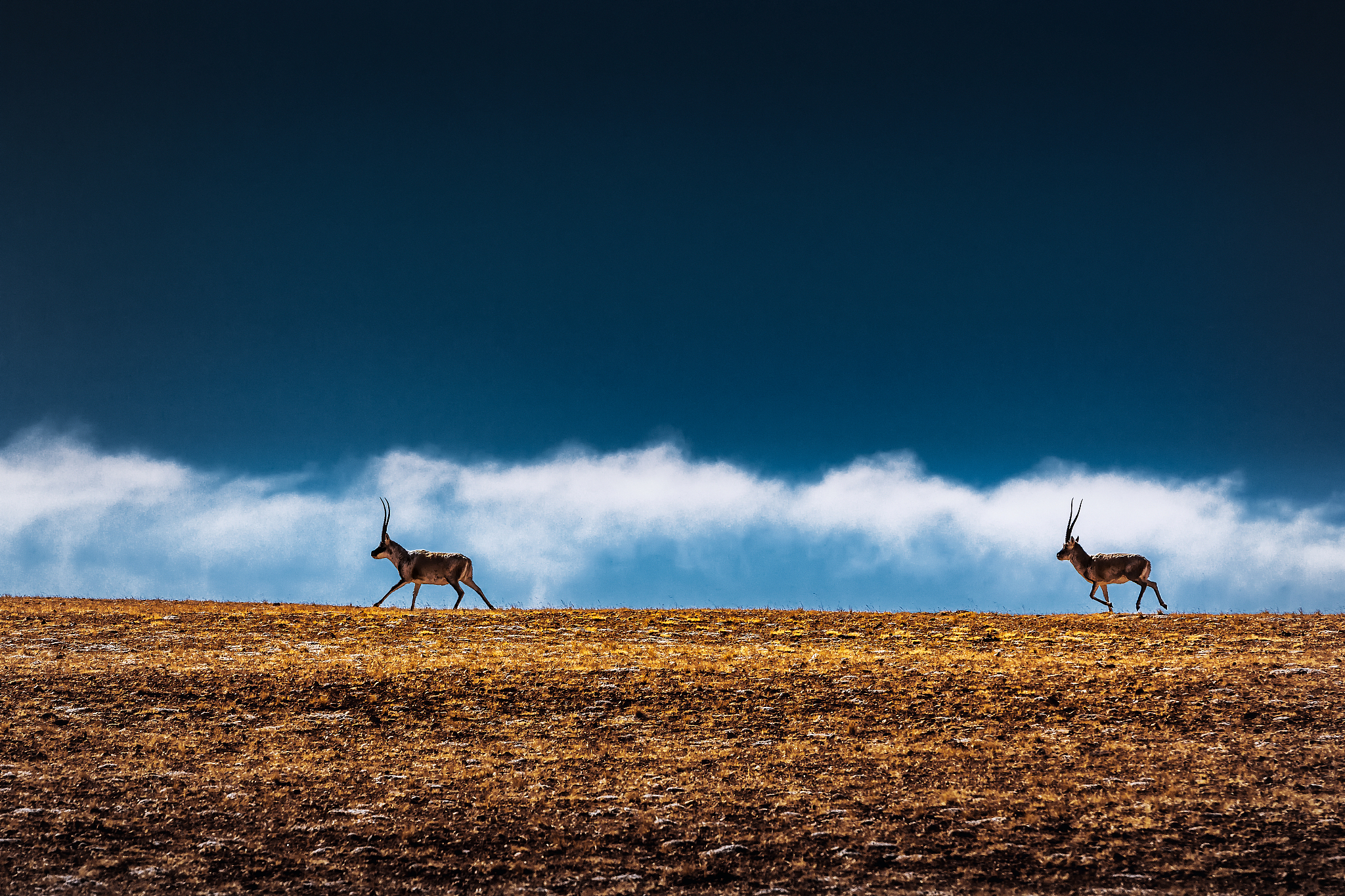 Tibetan antelopes. /CFP