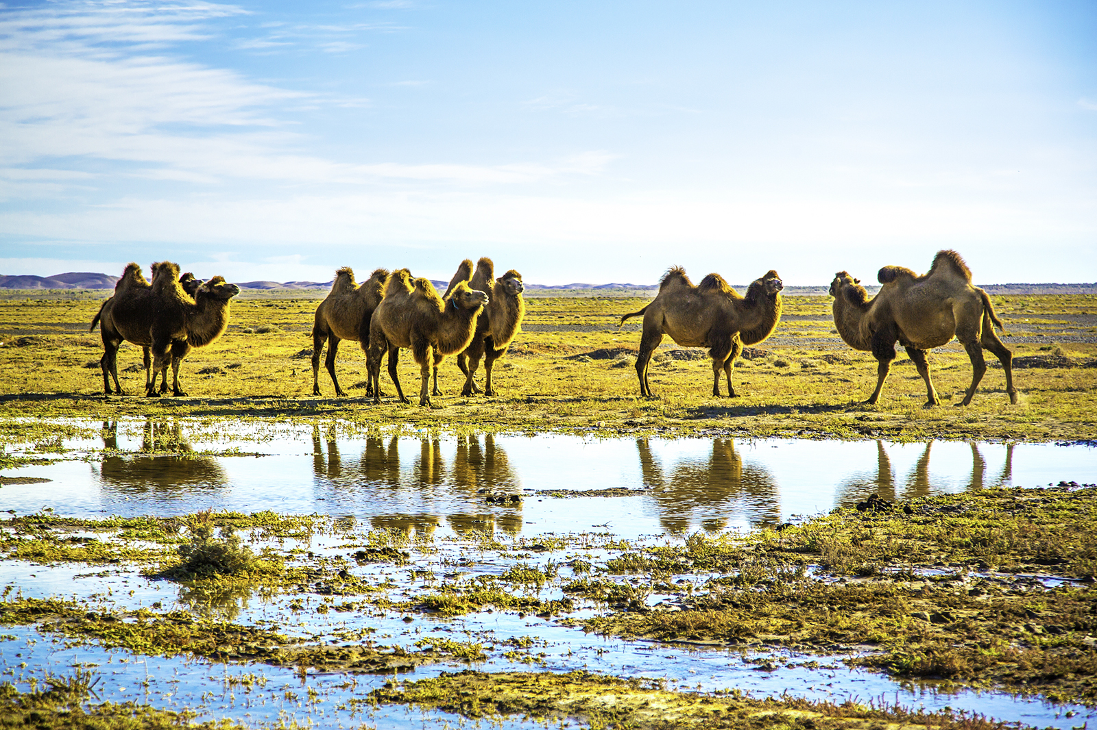 Camels graze in a pasture in Altay, Xinjiang /CFP