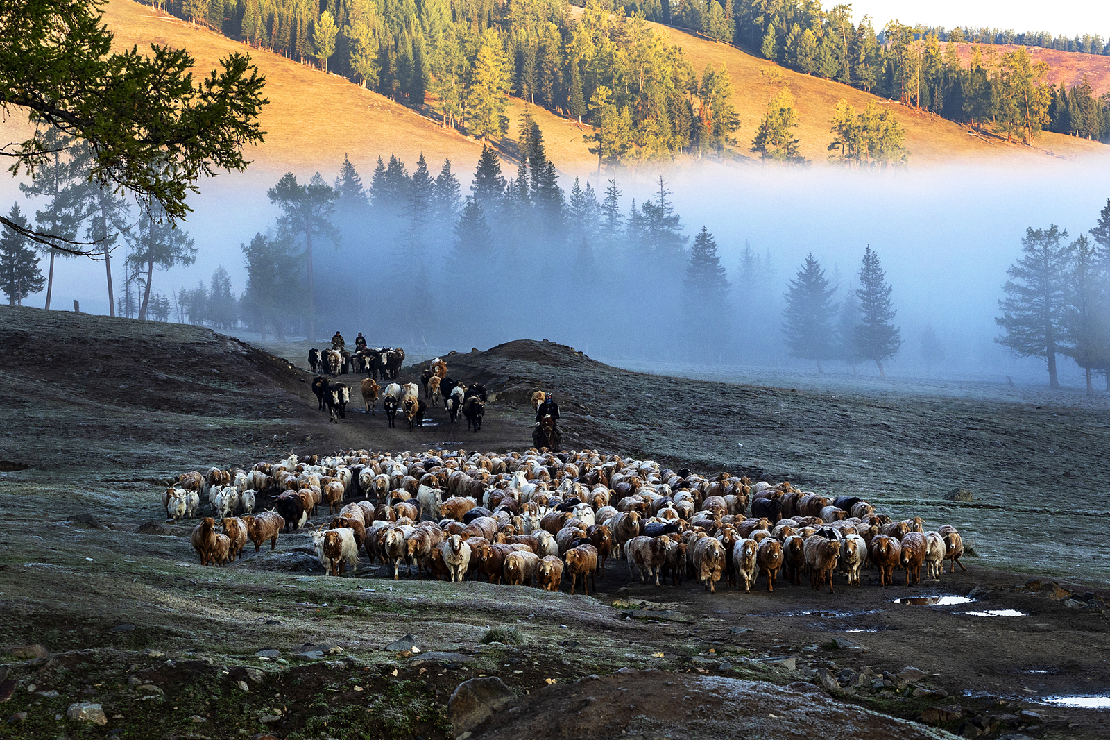 Kazakh herders, driving their cattle and sheep, migrate towards the autumn pastures as the weather turns cold in Altay, Xinjiang. /CFP