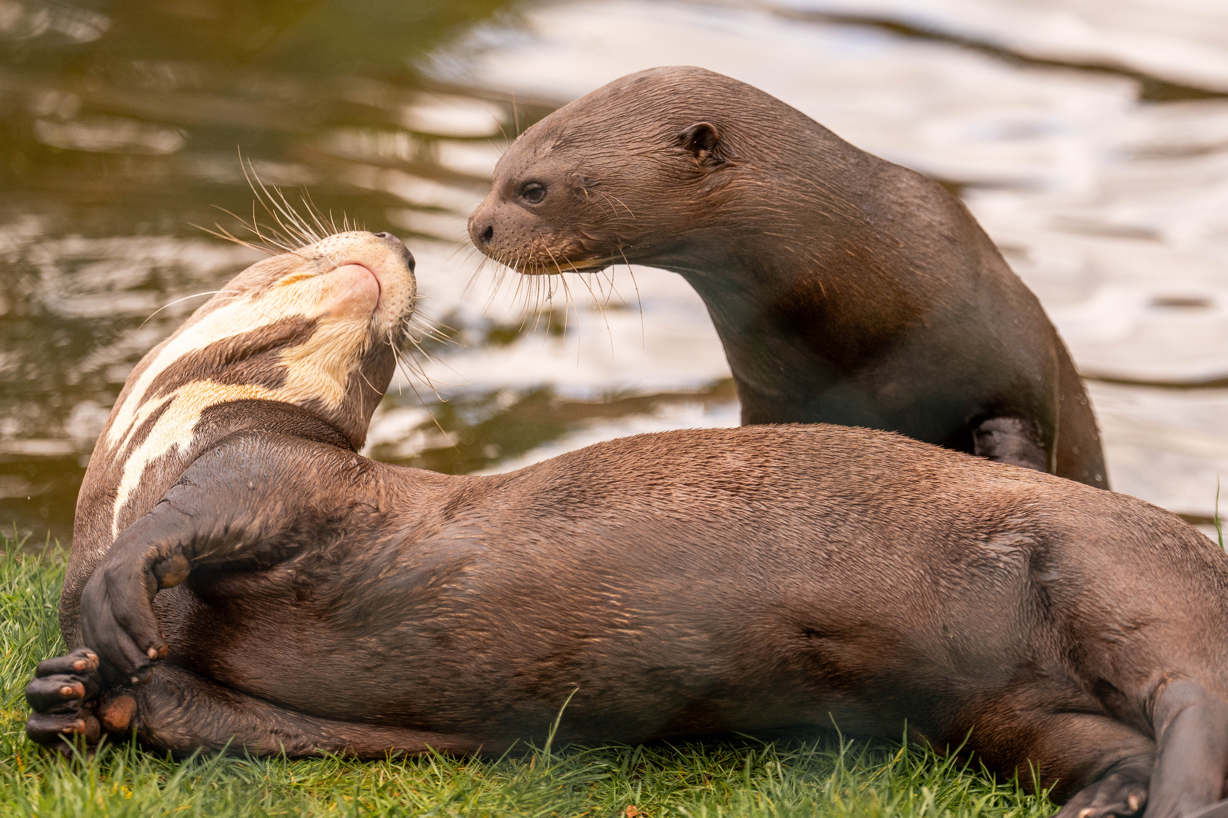 An undated photo shows two giant otters at Chester Zoo, UK, where they 