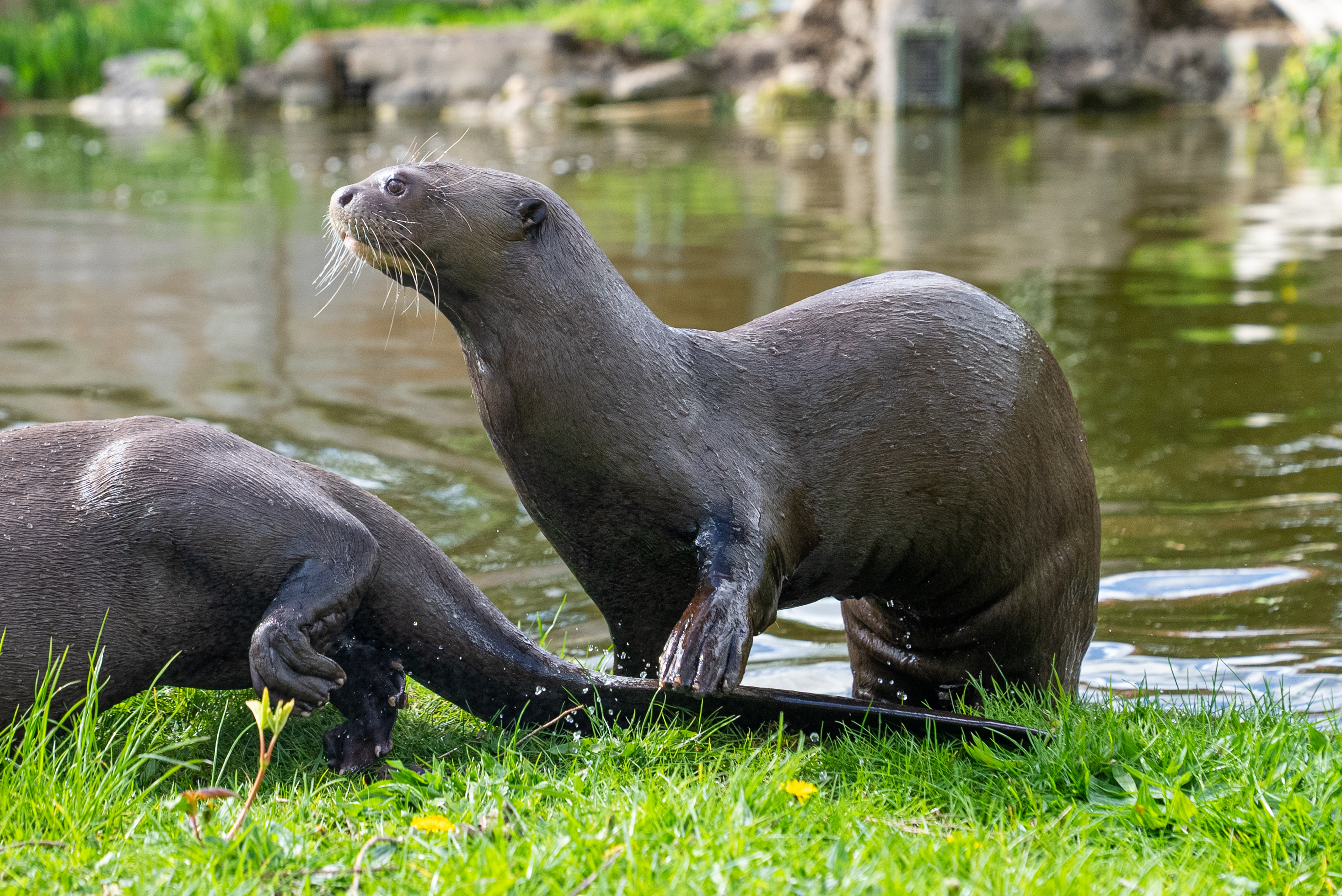 An undated photo shows two giant otters at Chester Zoo, UK, where they 