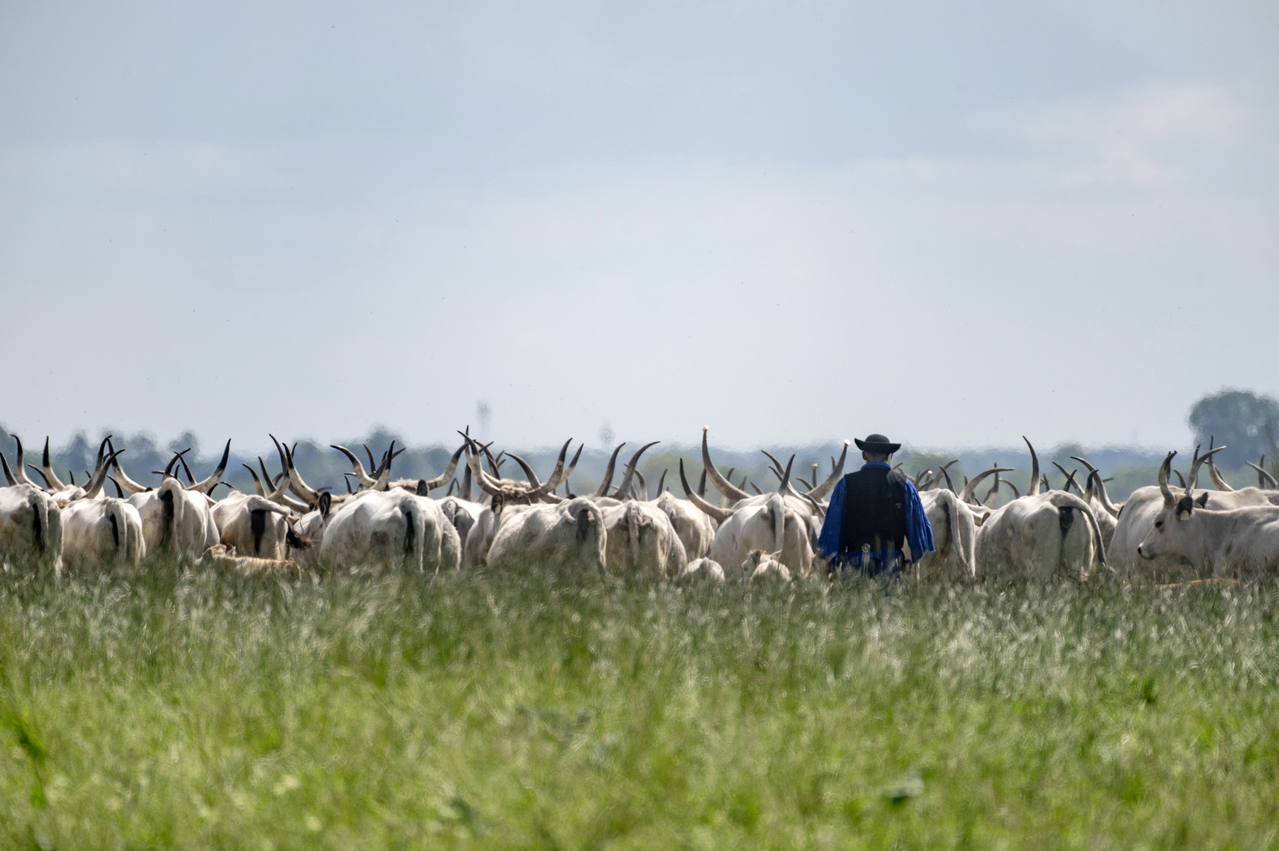 A herdsman puts Hungarian Grey cattle to graze at the Hortobágy National Park in Hungary on April 19, 2024. /IC