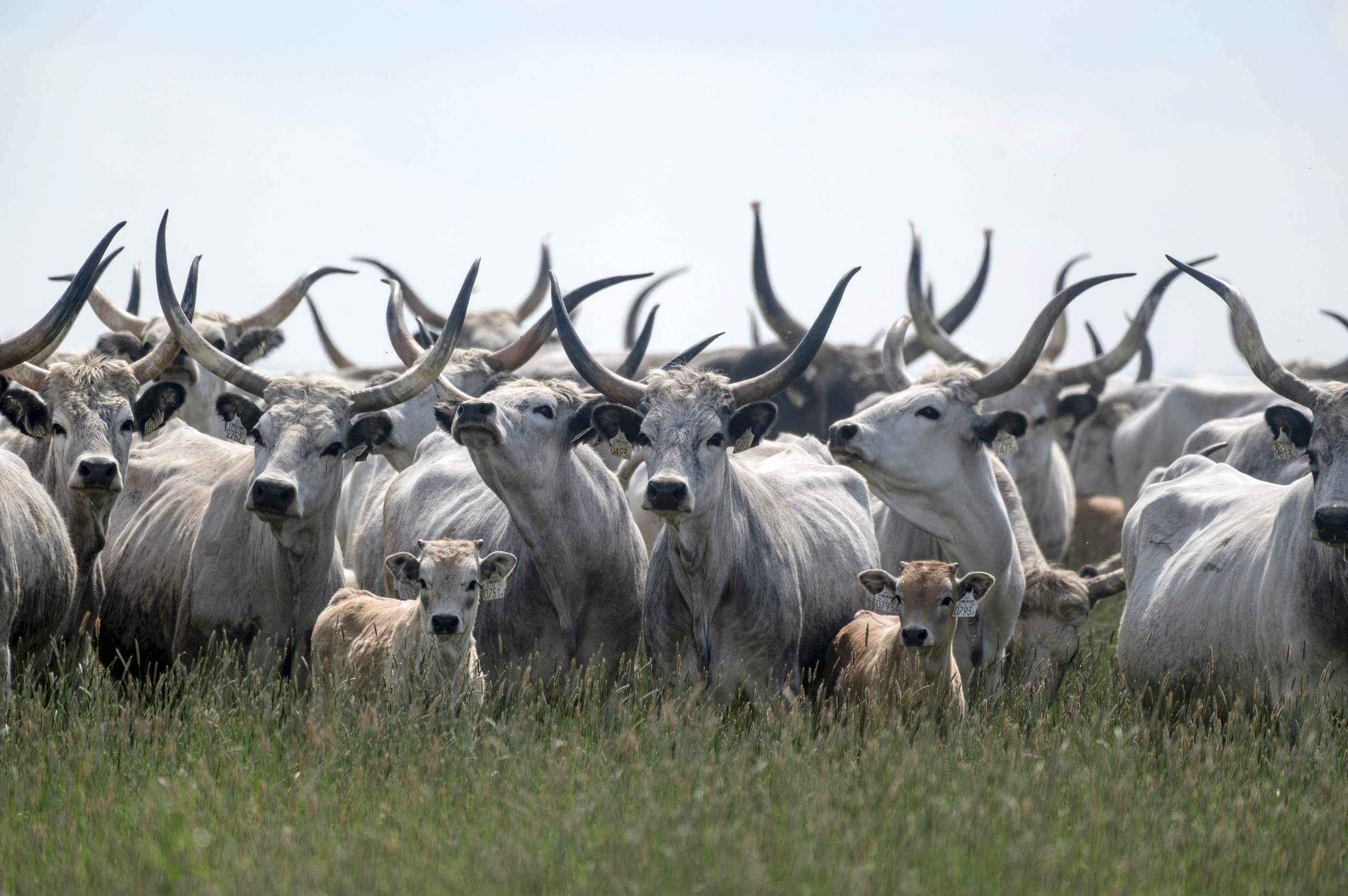 Hungarian Grey cattle are pictured after they migrated to the Hortobágy National Park in Hungary on April 19, 2024, where they will remain until late October. /IC