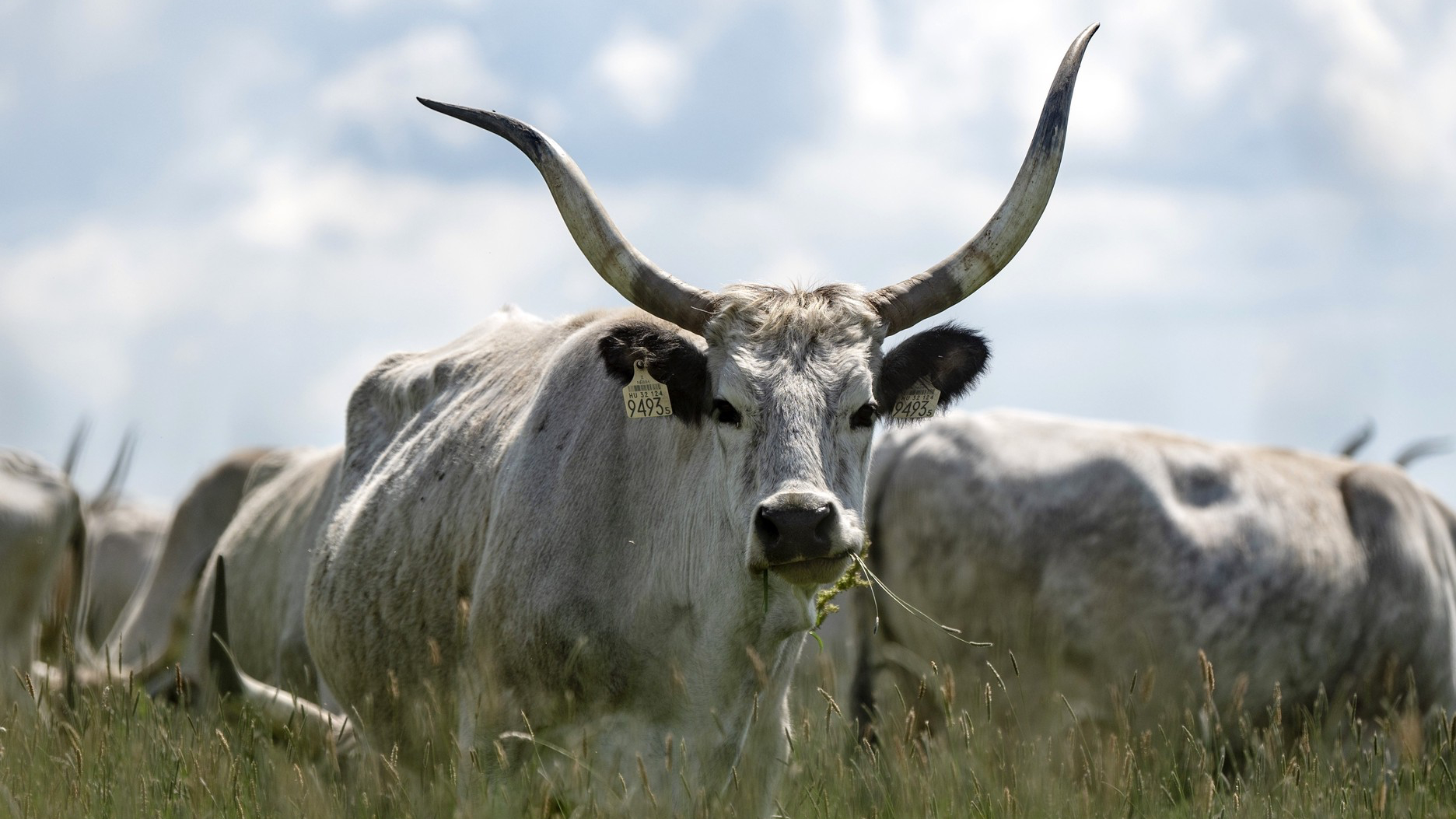 Migrating Hungarian Grey cattle breathe life into national park