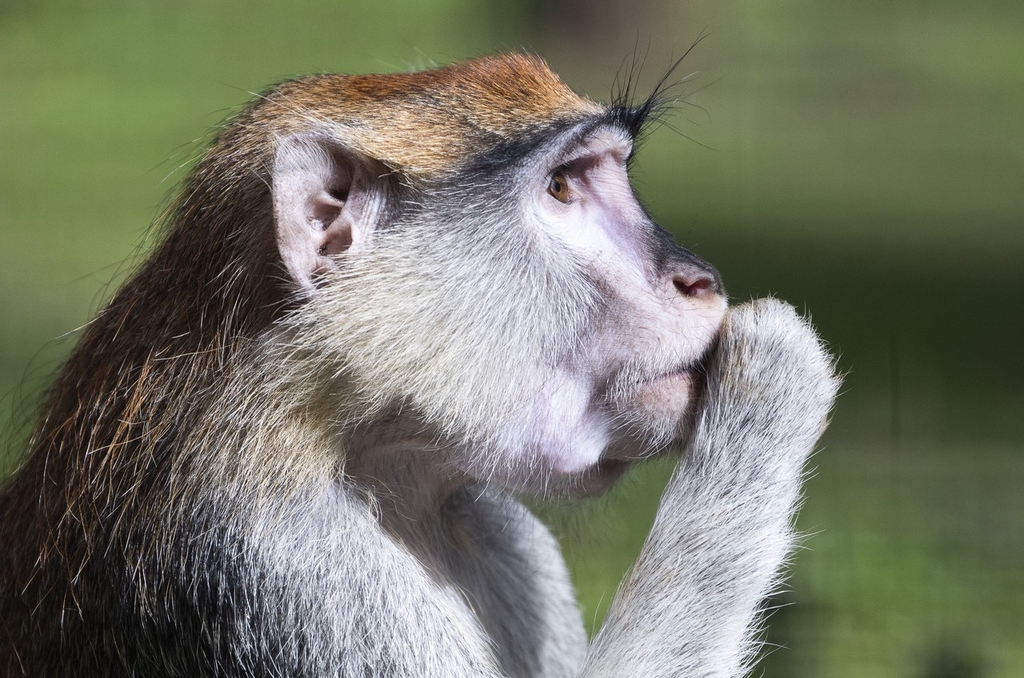 A photo taken on April 1, 2024 shows a common patas monkey enjoying snacks at Sosto Zoo in Nyíregyháza, Hungary. /IC