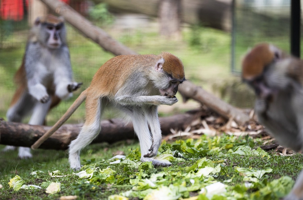 A photo taken on April 1, 2024 shows patas monkeys enjoying snacks at Sosto Zoo in Nyíregyháza, Hungary. /IC