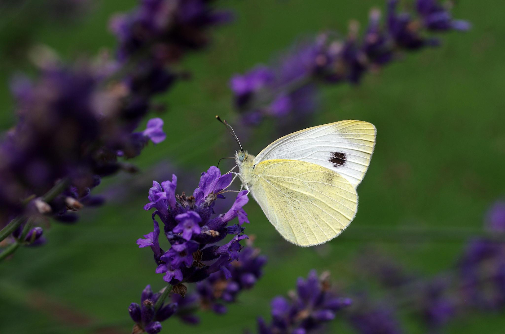 A small cabbage white perches on the lavender. /CFP