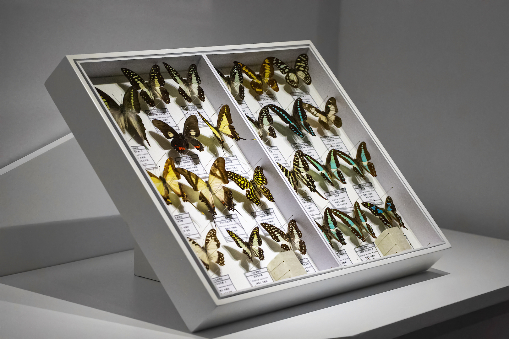 Butterfly specimens. /CFP