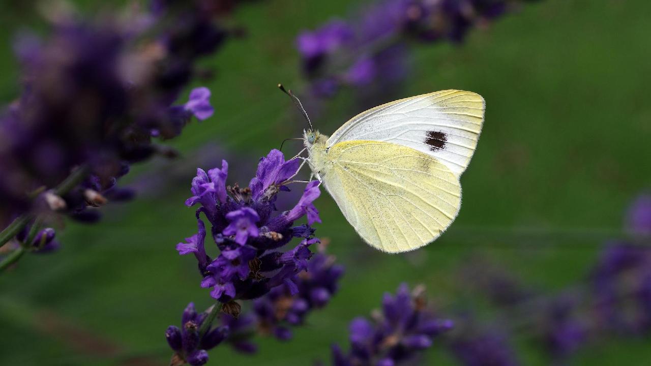 Tibetan entomologist strives to unveil butterfly mysteries - CGTN