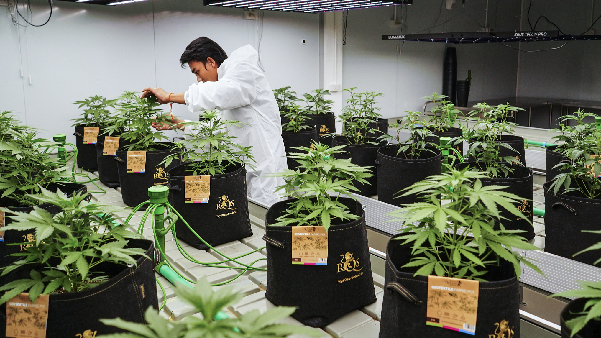 A cannabis grower inspects cannabis plants in an innovative growing room during a cultivation class at Royal Queen Seeds cannabis store in Bangkok, Thailand, September 9, 2023. /CFP