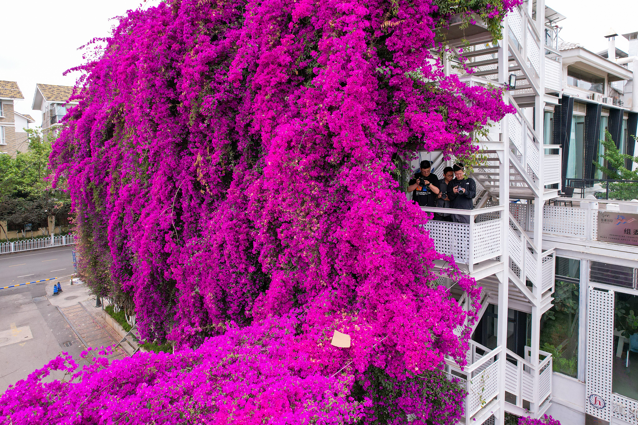 A huge cluster of purple bougainvillea is spotted in full bloom in Kunming, Yunnan Province on May 9, 2024. /CFP