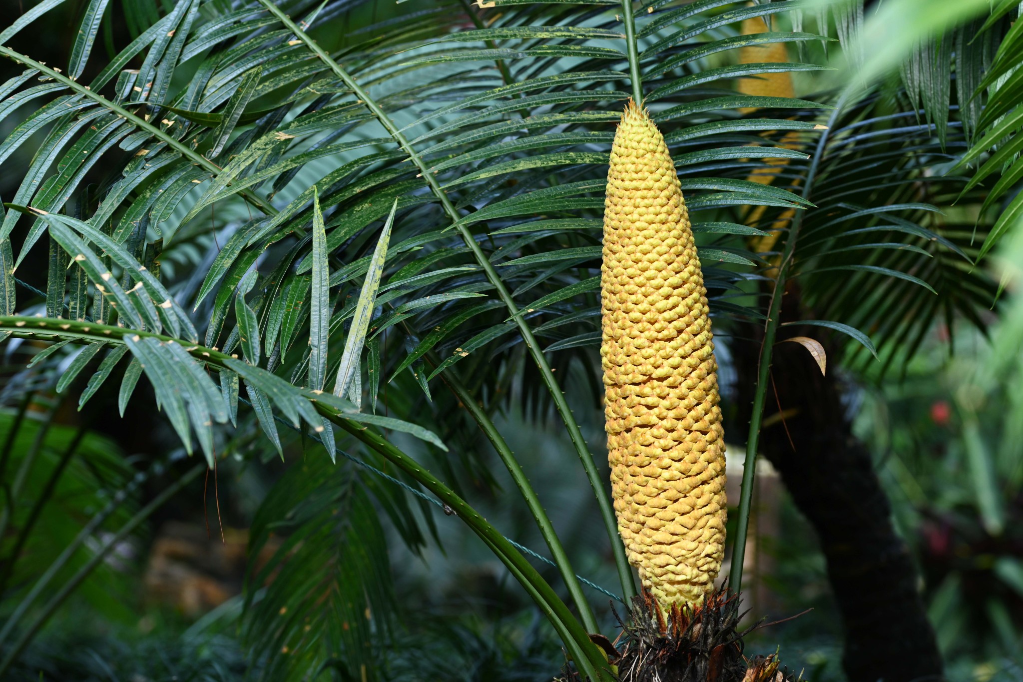 The staminate flower of a sago palm tree is pictured at a garden in Nanning, Guangxi on May 9, 2024. /CFP