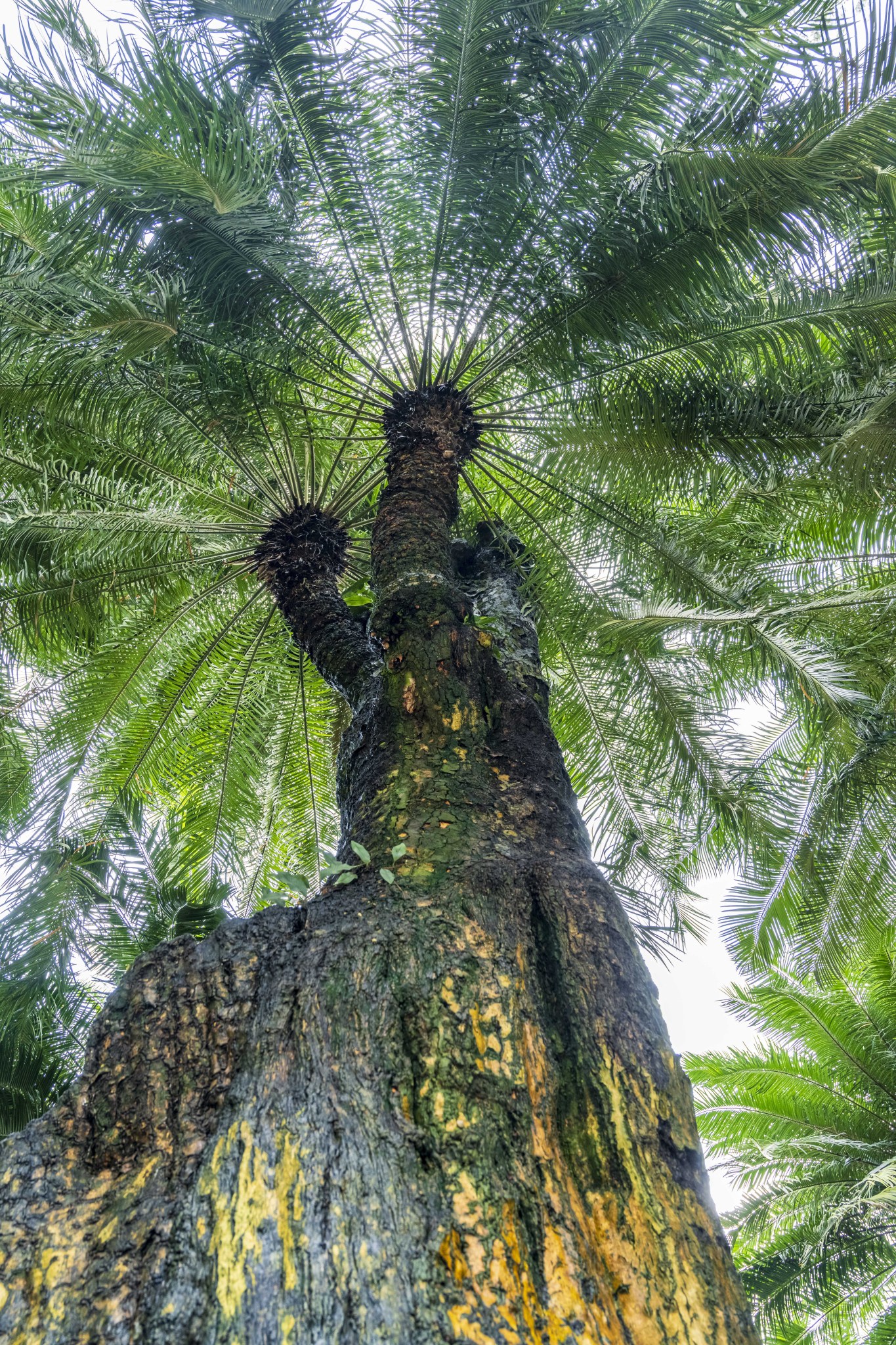 An over 1,360-year-old sago palm tree is viewed from below at a garden in Nanning, Guangxi on May 9, 2024. /CFP