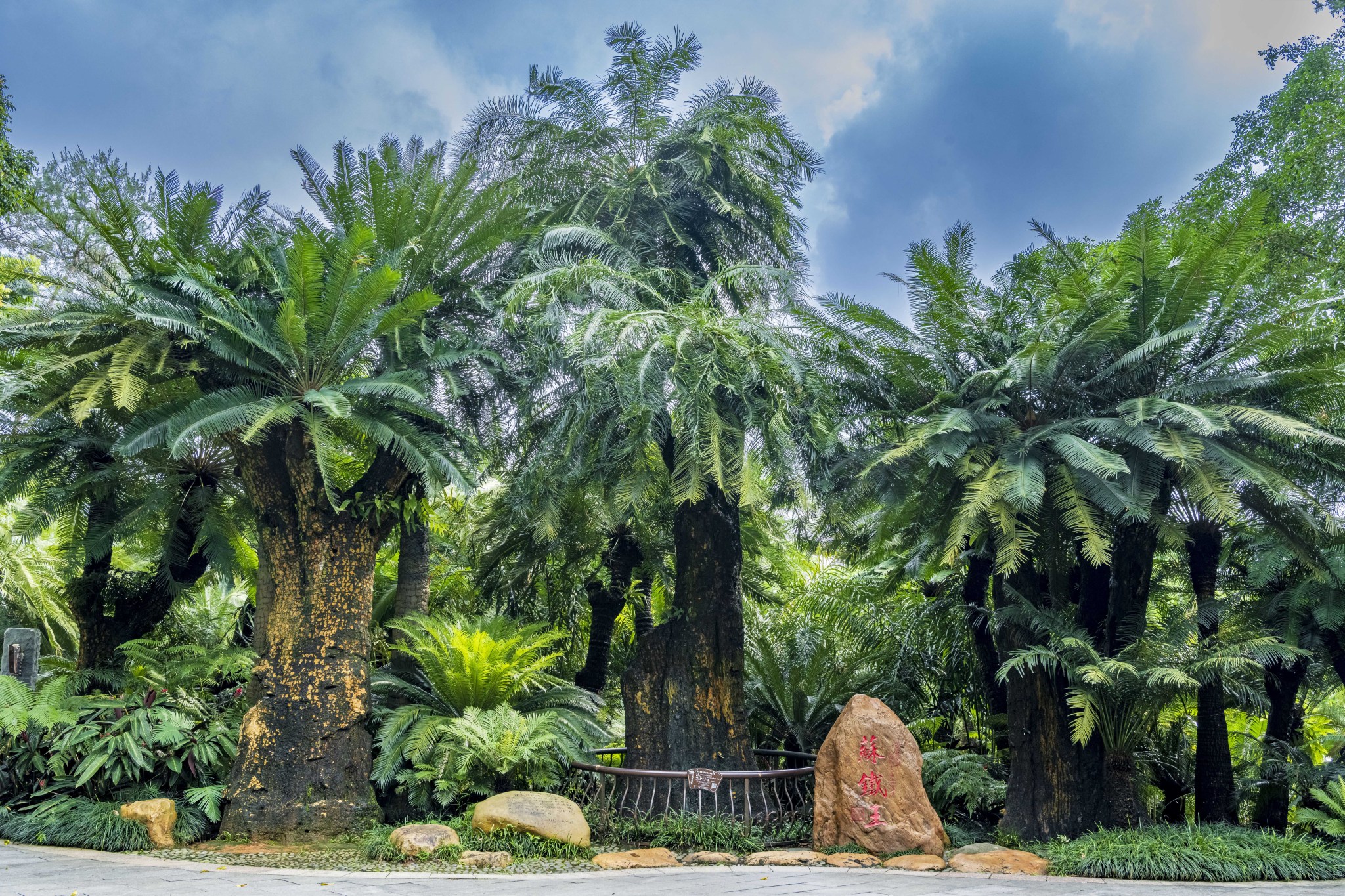 An over 1,360-year-old sago palm tree, which has begun its annual flowering season, is fenced at a garden in Nanning, Guangxi on May 9, 2024. /CFP