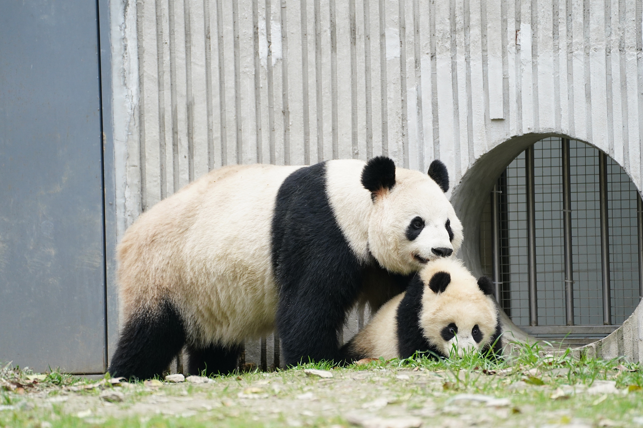 Female giant pandas have an incredibly short reproductive window of only 2-3 days a year which leads to a low fertile rate. This photo taken on March 16, 2023, shows a panda mother holding her cub with her mouth at the Shenshuping Base of the China Conservation and Research Center for the Giant Panda in Wolong, southwest China's Sichuan Province. /CFP