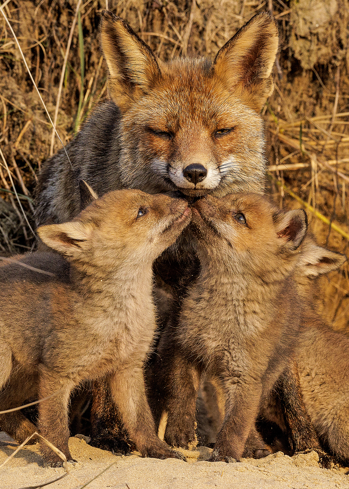 During a feed, playful fox cubs snuggle up to their mother, pestering her for more food. The eyes-half-closed mother and the cubs were spotted in Zandvoort, the Netherlands. /CFP