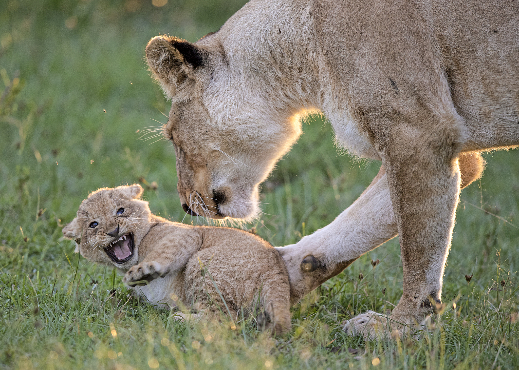 A naughty cub gets into trouble. This undated photo shows a lioness shooing her cub, frustrated that the little one won't leave her in peace. The image was captured in the Maasai Mara National Reserve in Kenya. /CFP