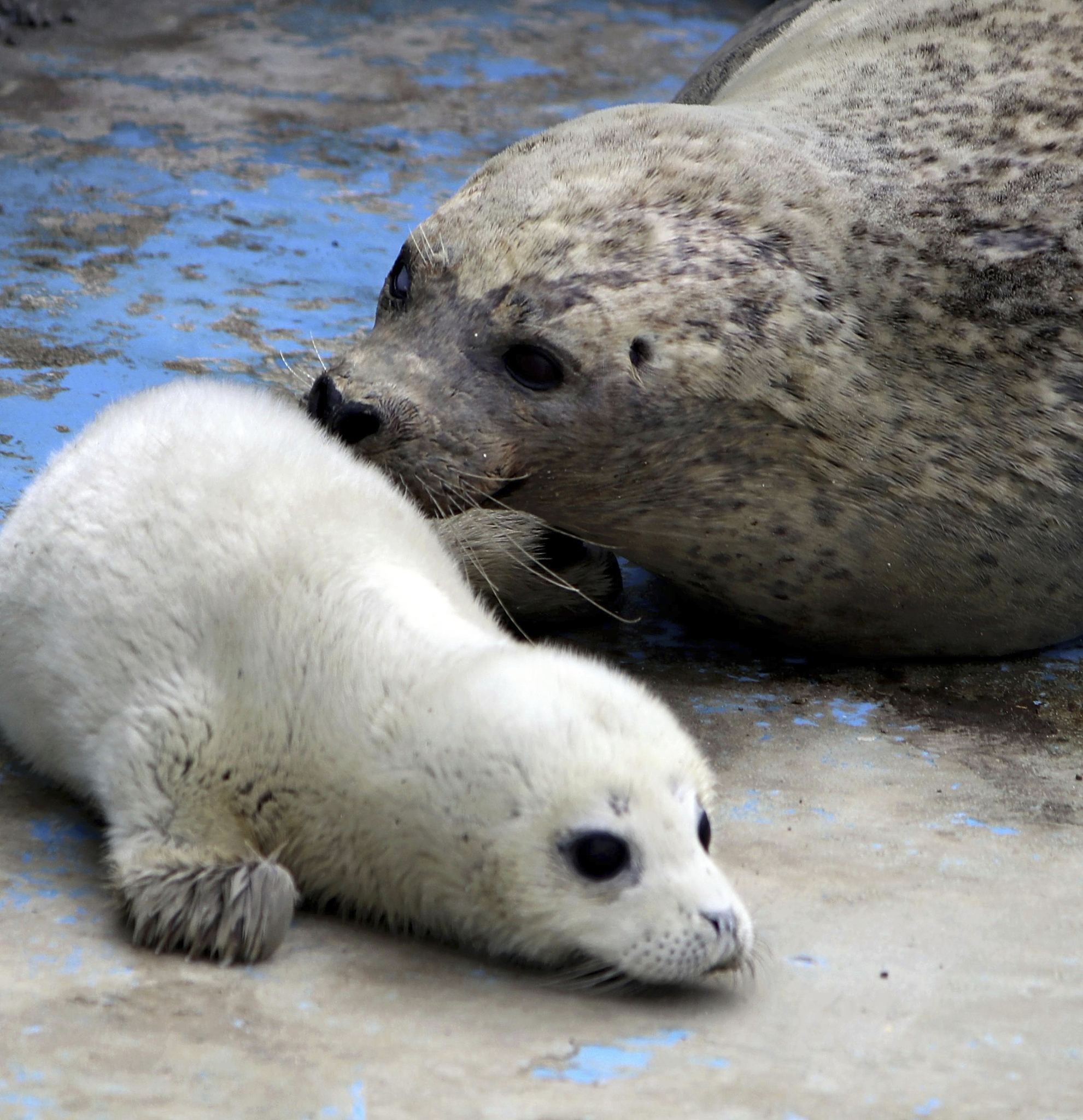 A newborn spotted seal is with its mother Hiro at Wakkanai City Noshappu Aquarium in Wakkanai City, Hokkaido Prefecture, Japan on March 14, 2024. /CFP